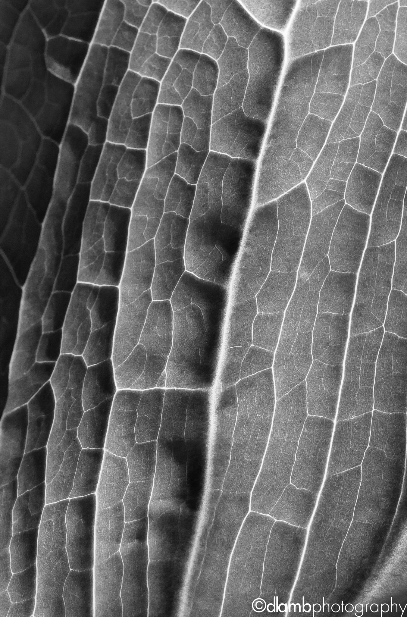 Canon EF-S 60mm F2.8 Macro USM sample photo. Mono macro leaf photography