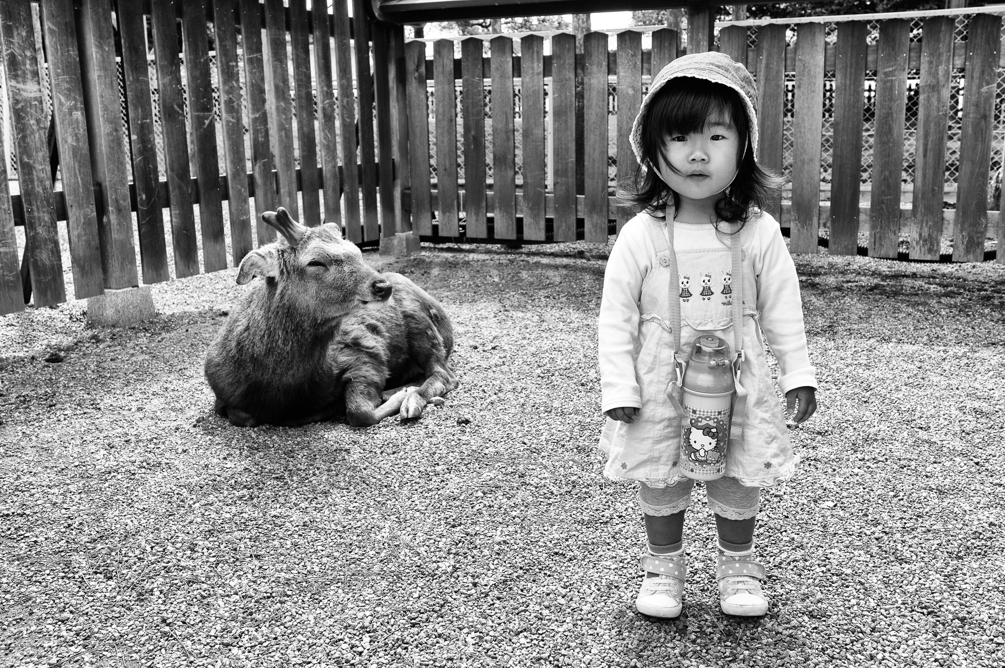Summicron-M 50mm f/2 (IV, V) sample photo. Kid & deer photography