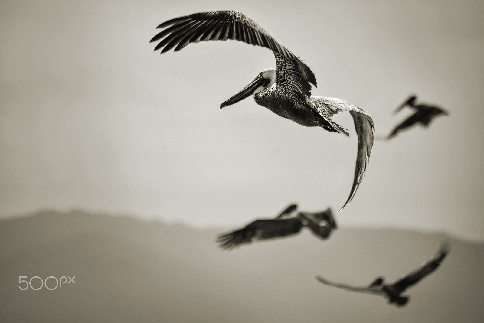Sigma 70-300mm F4-5.6 APO DG Macro sample photo. Pelican photography