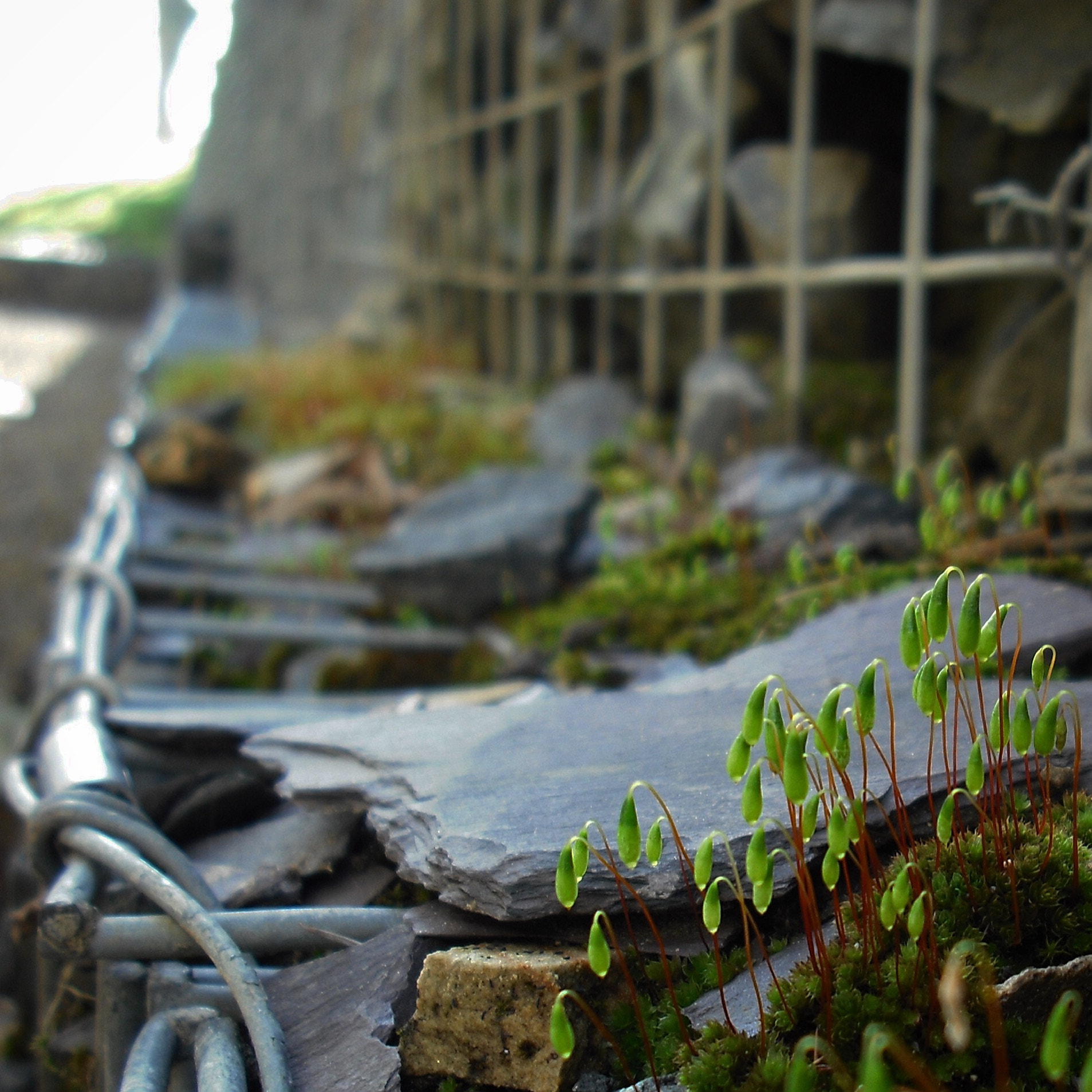 Fujifilm FinePix J10 sample photo. Moss in gabion photography