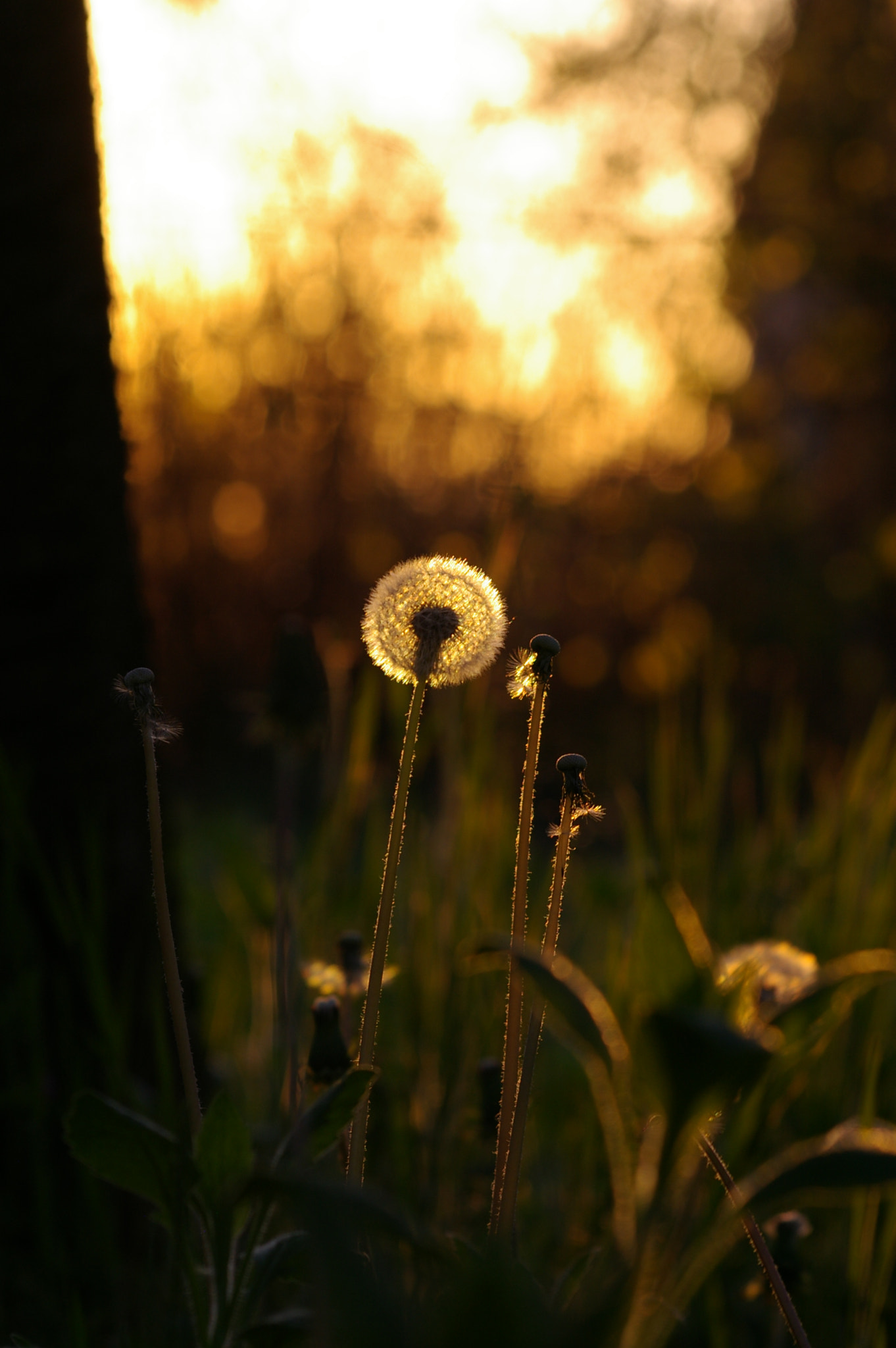 Pentax *ist DL + Sigma Lens (3 255) sample photo. . photography