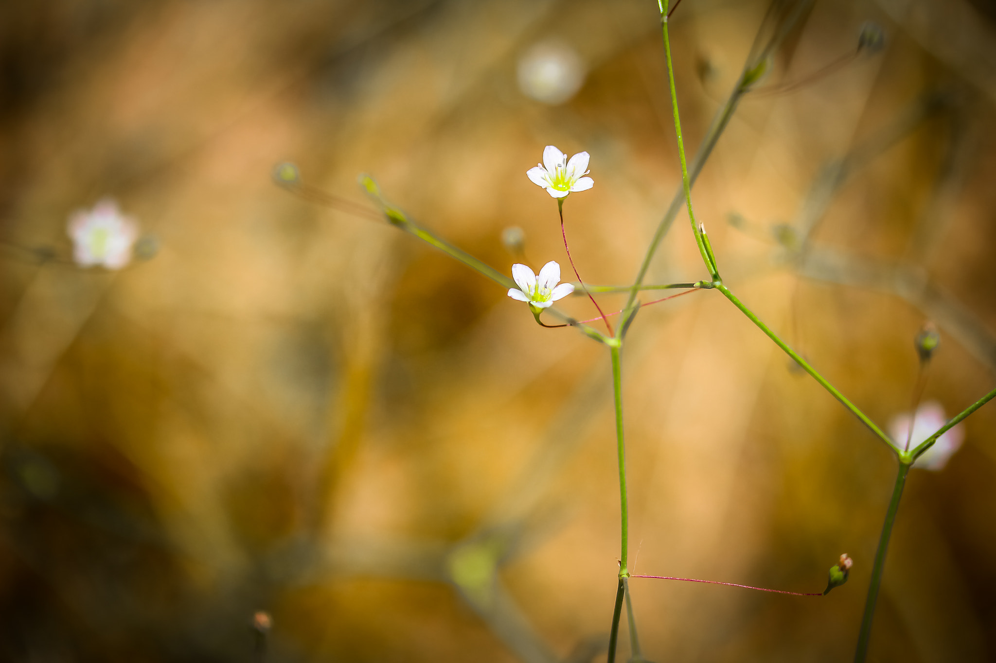 Canon EOS M sample photo. The two flowers photography