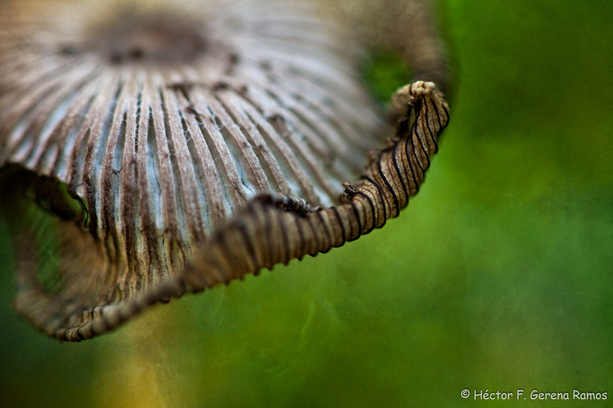 Canon EF 100mm F2.8 Macro USM sample photo. Swirl photography