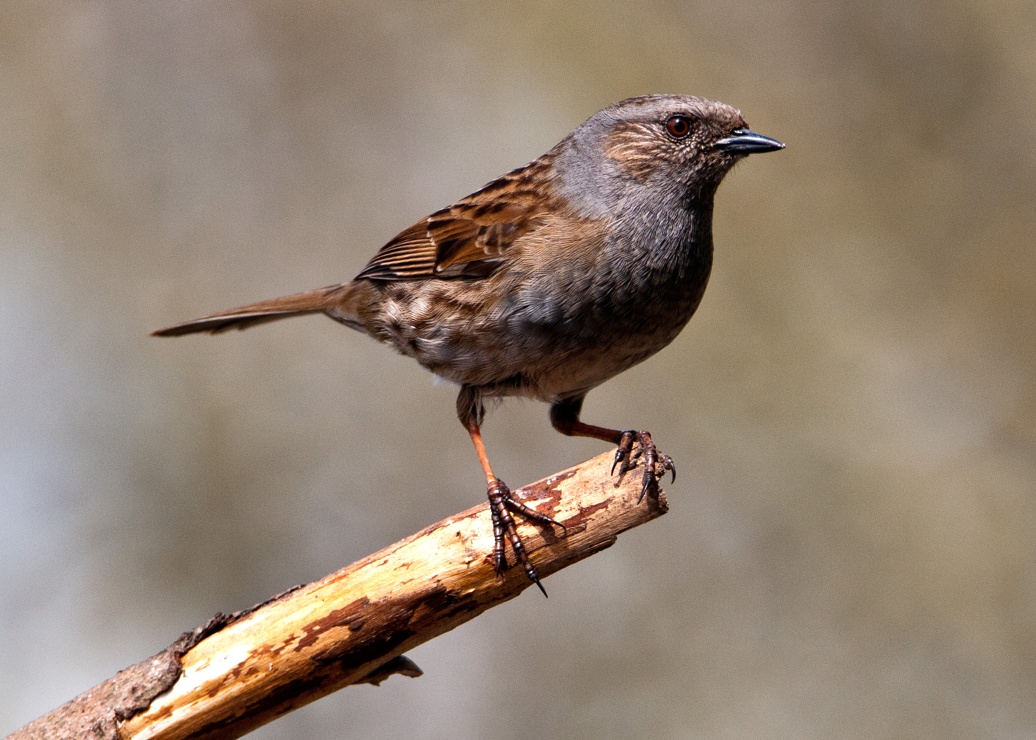 Nikon D300S sample photo. Dunnock photography
