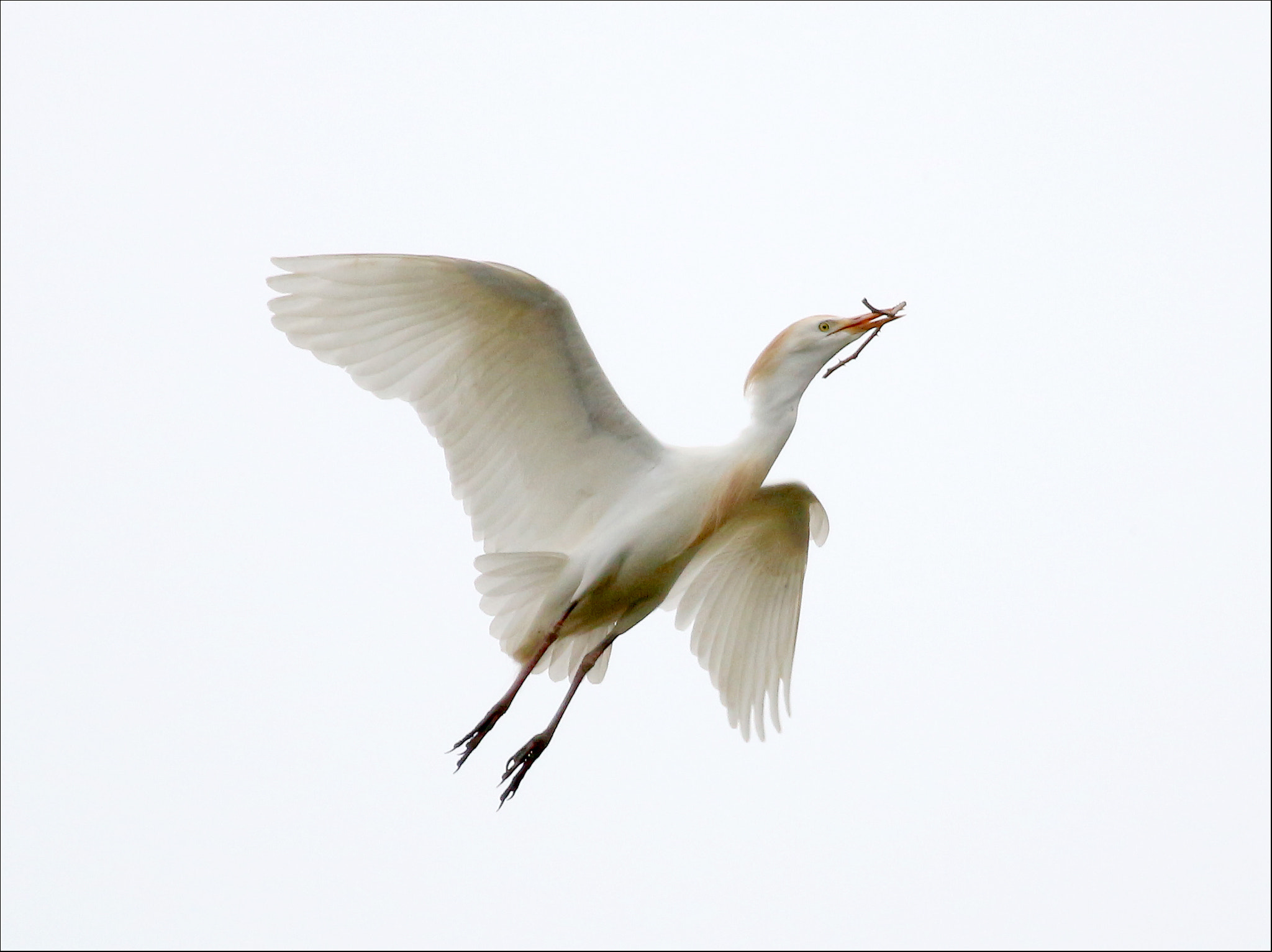 Canon EF 100-400mm F4.5-5.6L IS USM sample photo. Garza photography