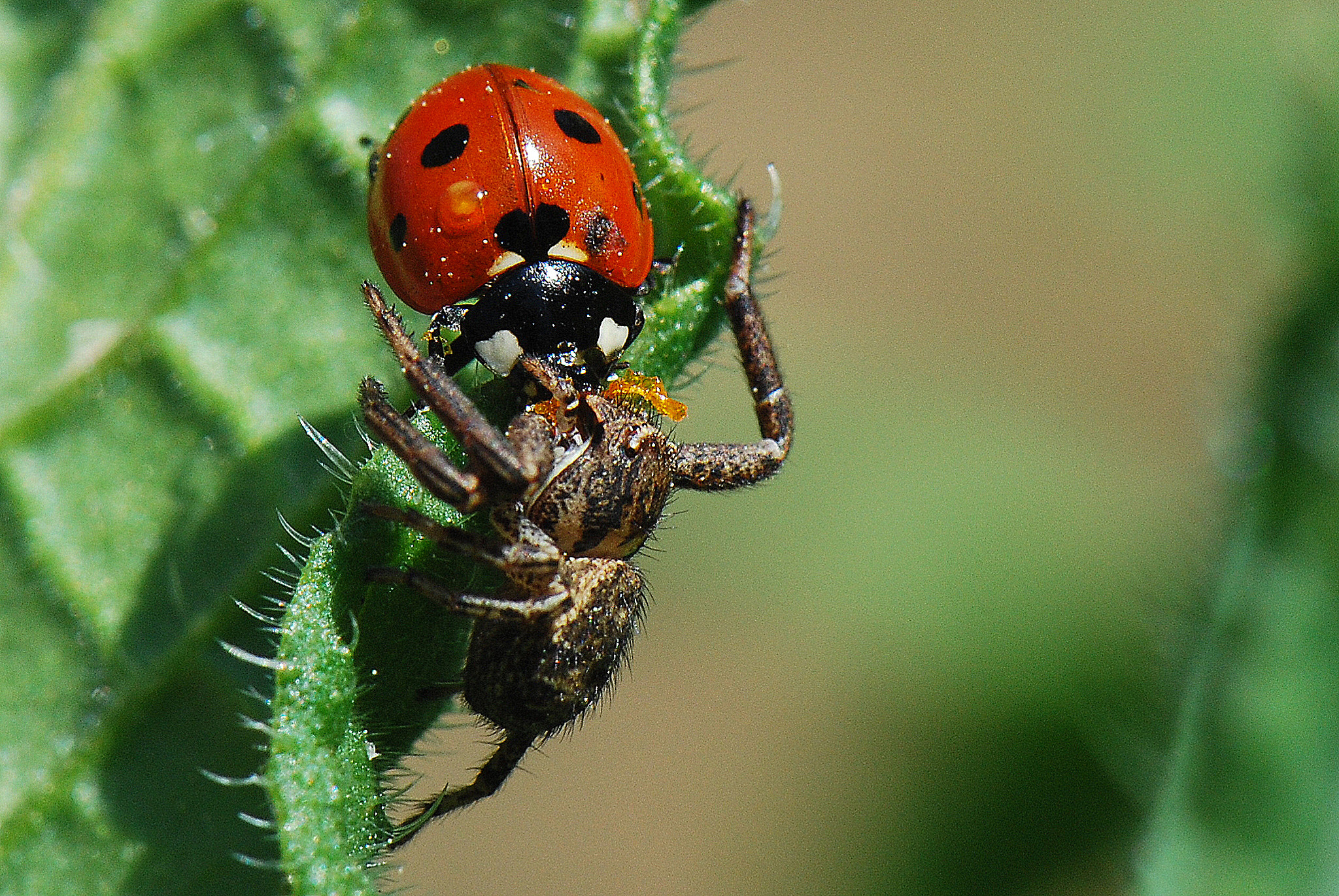 Nikon AF-S DX Micro-Nikkor 85mm F3.5G ED VR sample photo. Araña vs mariquita photography