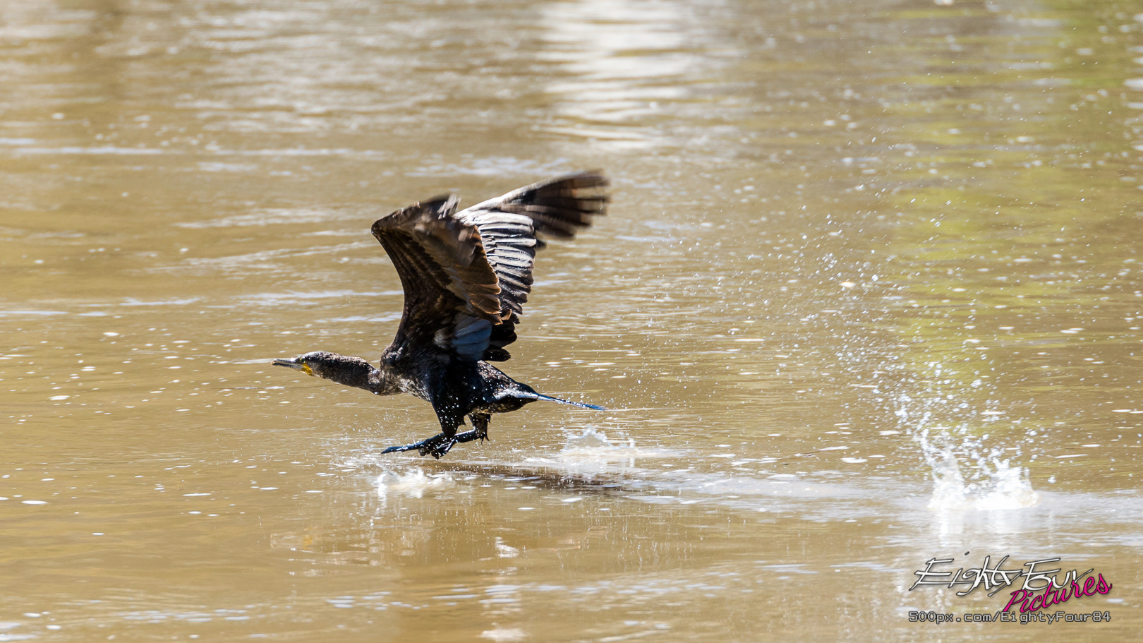 Sony ILCA-77M2 + Tamron SP 70-200mm F2.8 Di VC USD sample photo. Kormoranstart photography