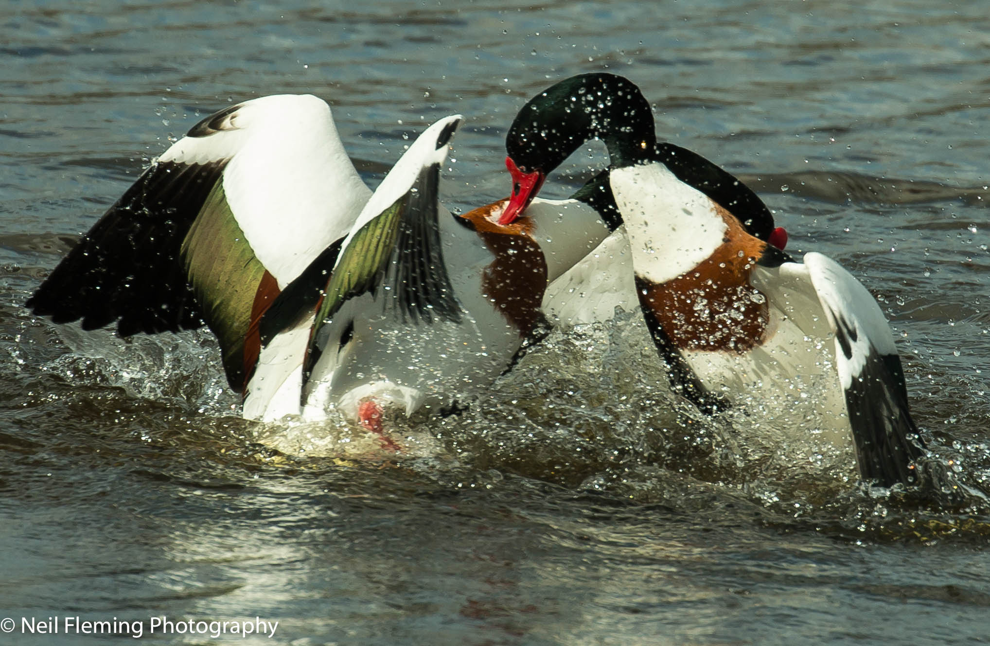 Canon EF 100-400mm F4.5-5.6L IS II USM sample photo. Shelduck photography