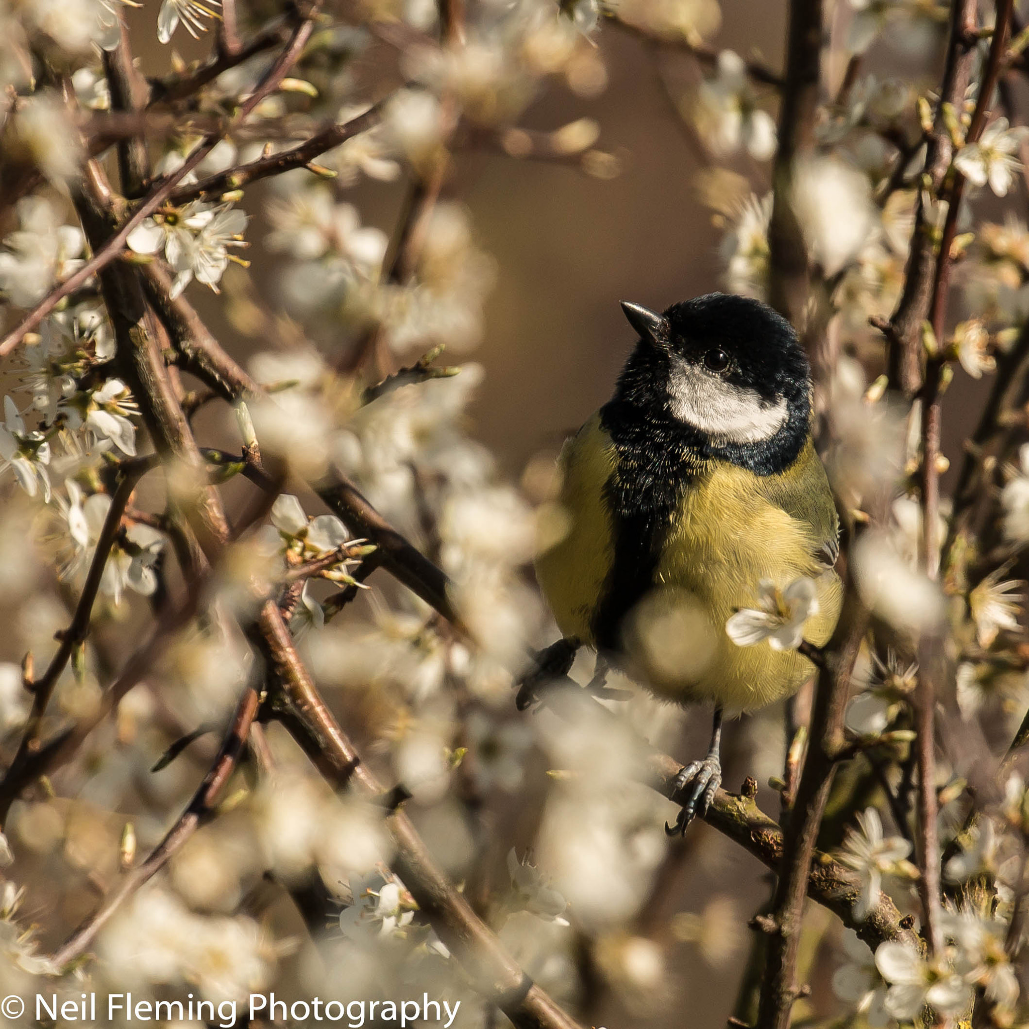Canon EOS 70D + Canon EF 100-400mm F4.5-5.6L IS II USM sample photo. Great tit in bloom photography