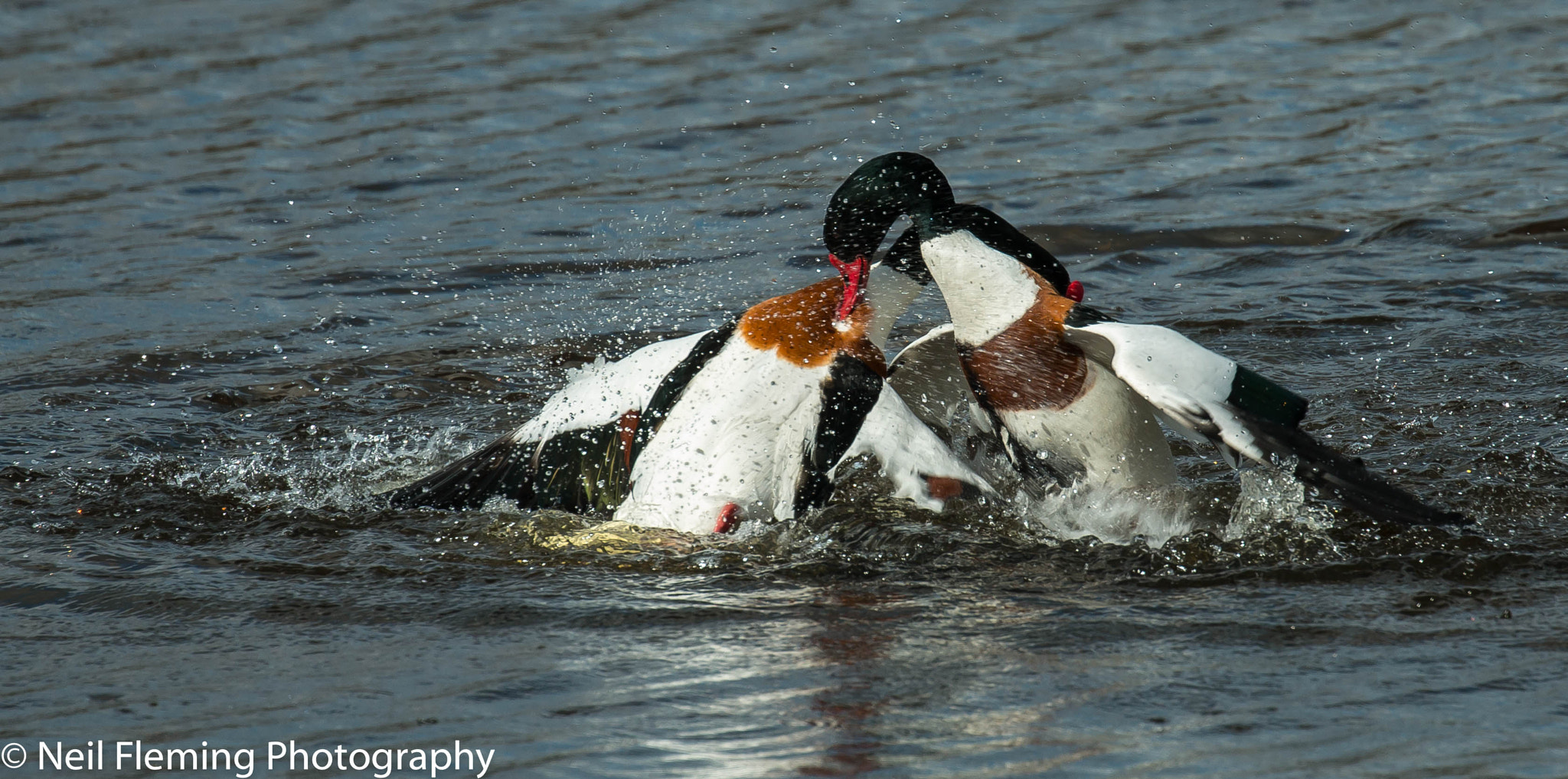 Canon EOS 70D + Canon EF 100-400mm F4.5-5.6L IS II USM sample photo. Male shelducks fighting photography