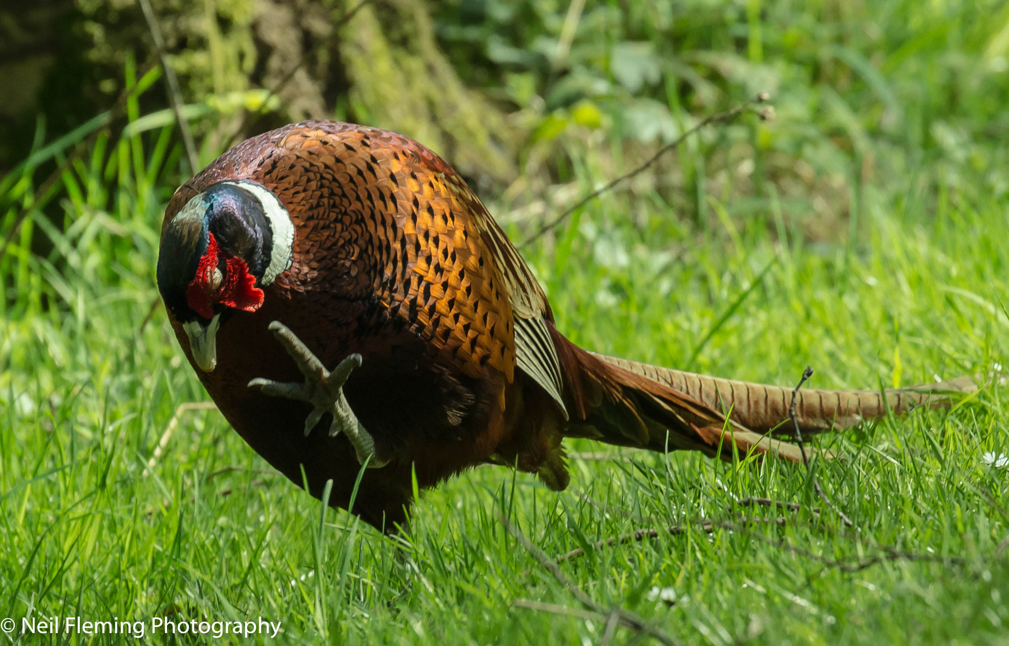 Canon EOS 70D + Canon EF 100-400mm F4.5-5.6L IS II USM sample photo. Pheasant photography