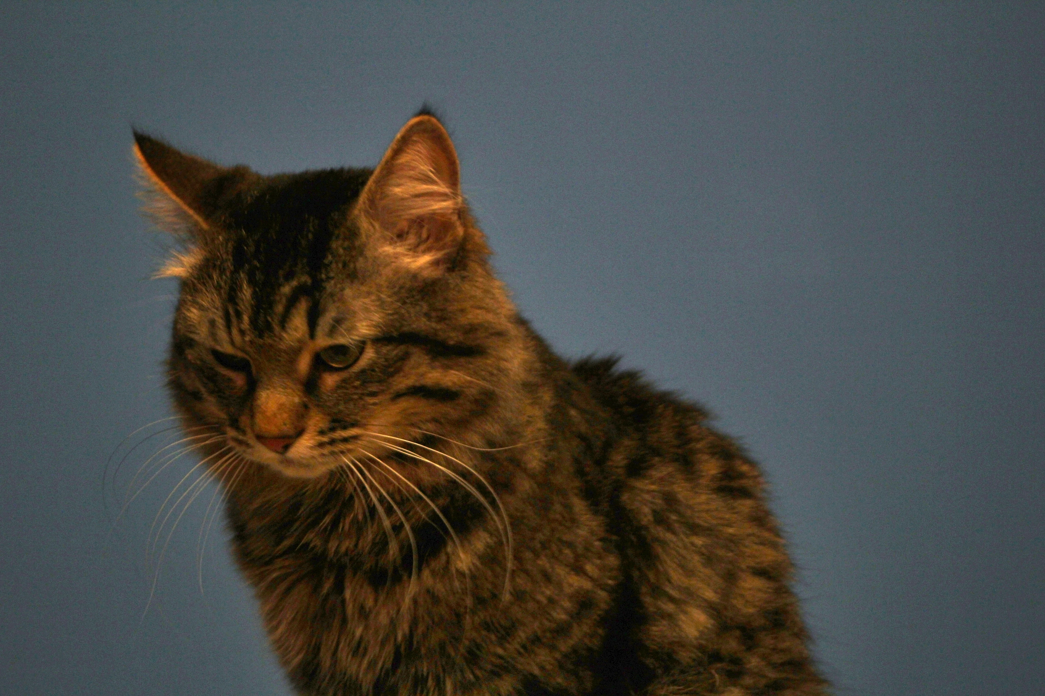 Canon EF 28-80mm f/3.5-5.6 sample photo