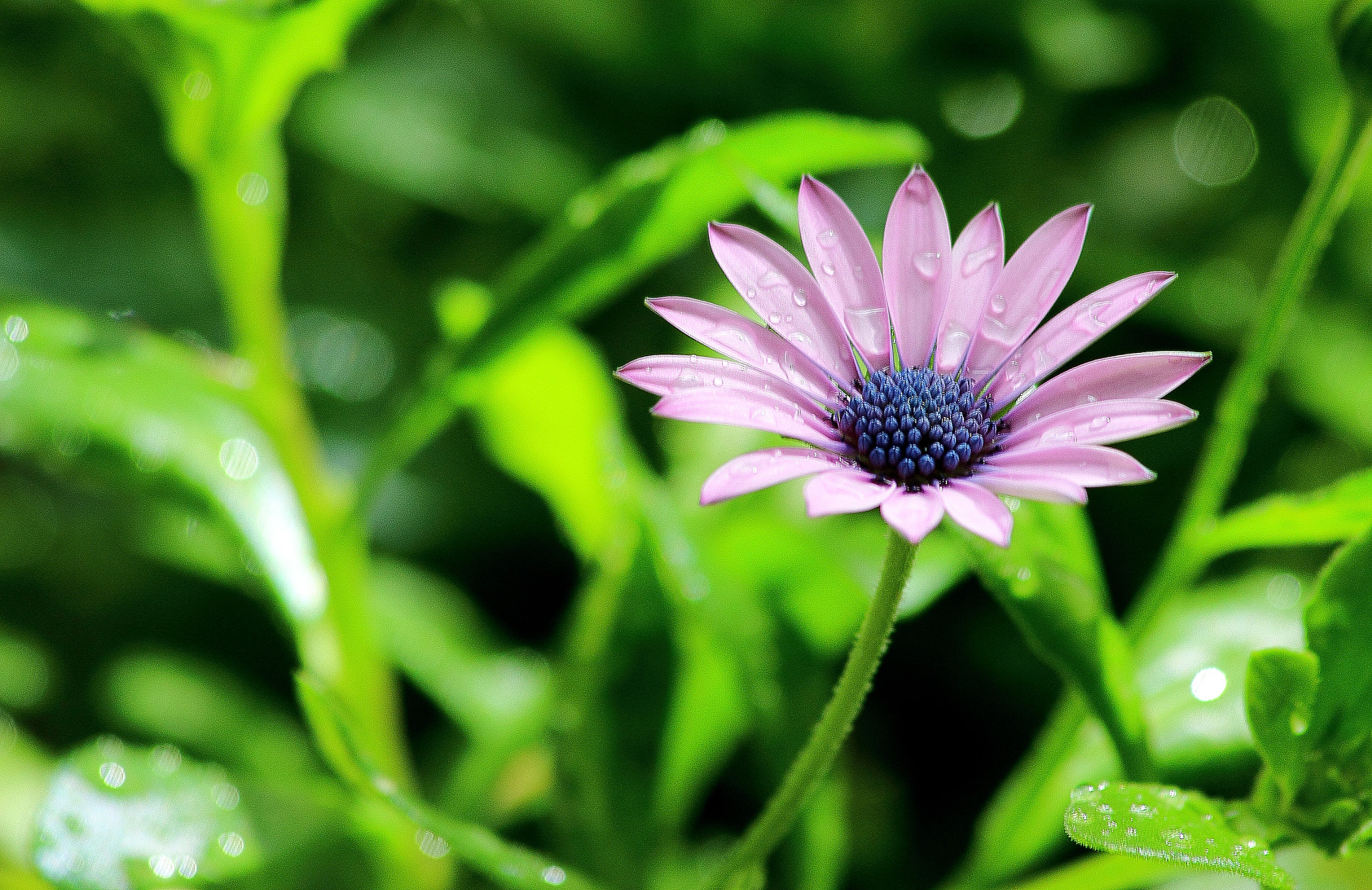 Canon EF 70-300mm F4-5.6 IS USM sample photo