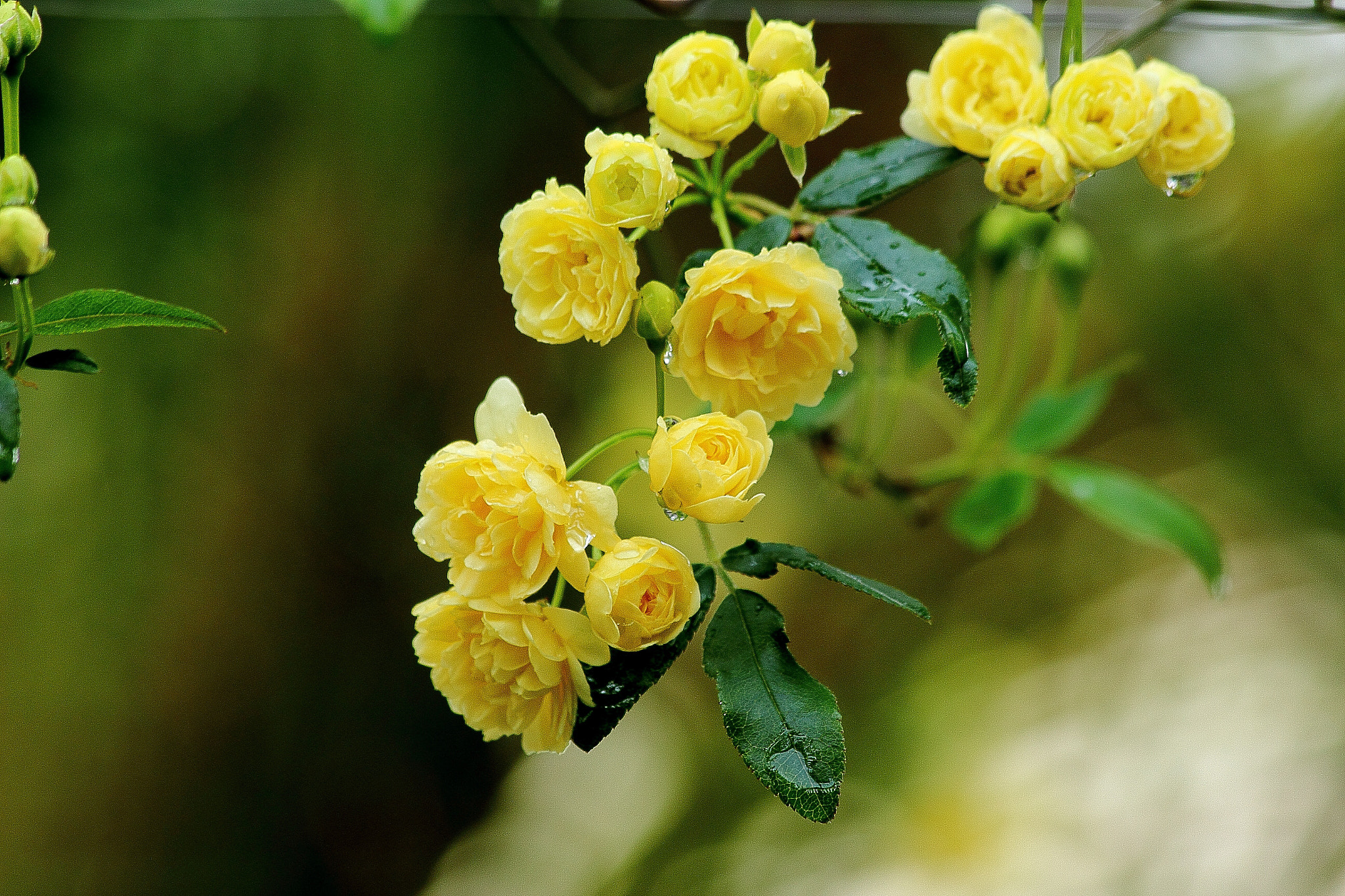 Canon EF 70-300mm F4-5.6 IS USM sample photo