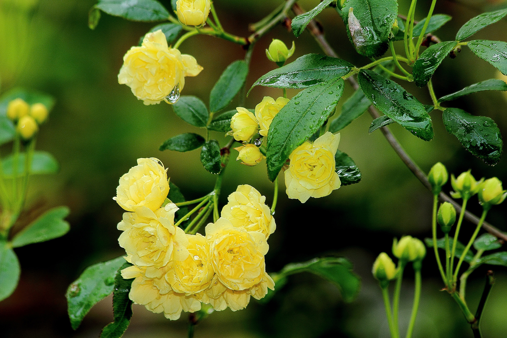 Canon EF 70-300mm F4-5.6 IS USM sample photo