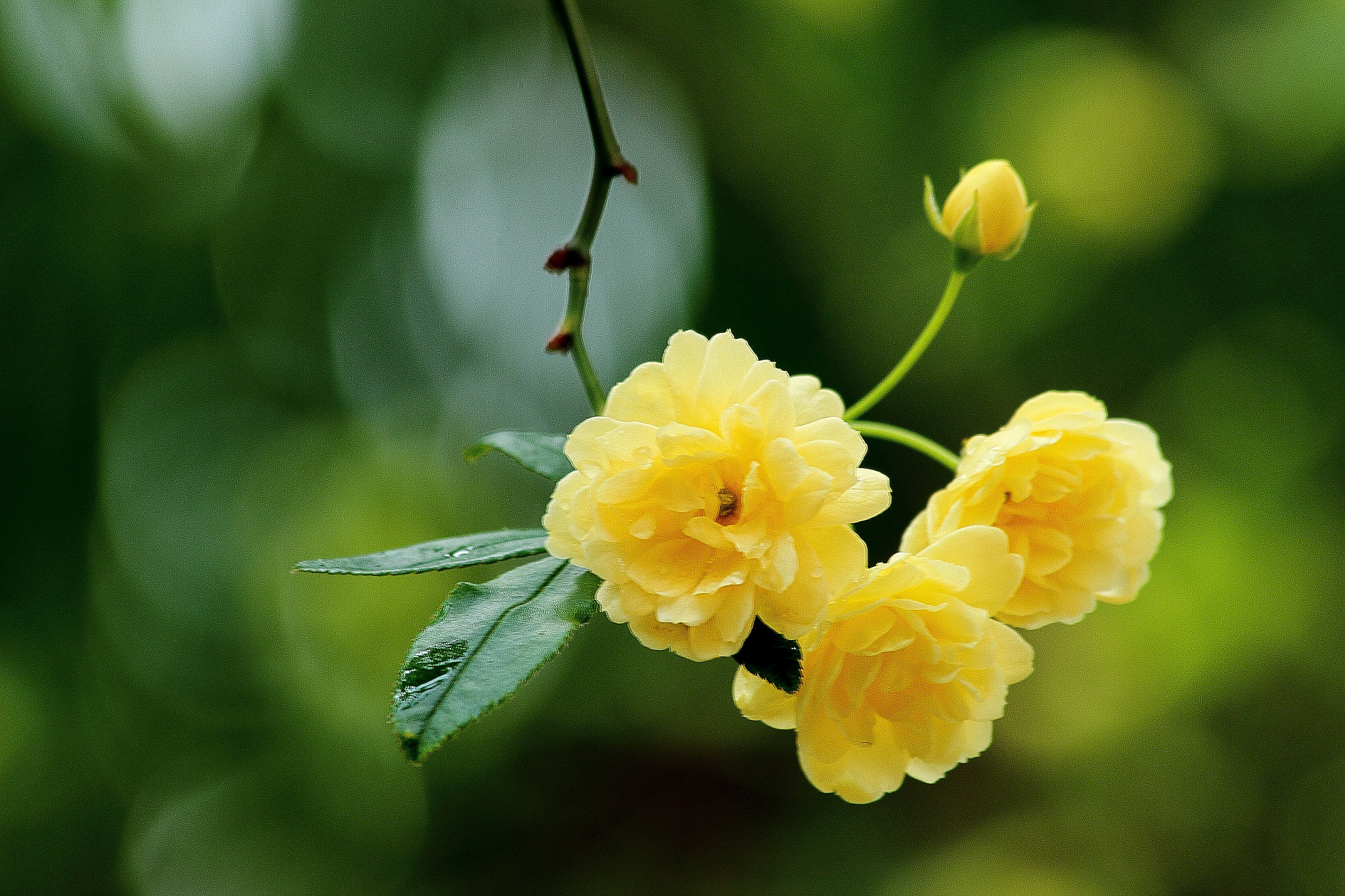 Canon EF 70-300mm F4-5.6 IS USM sample photo