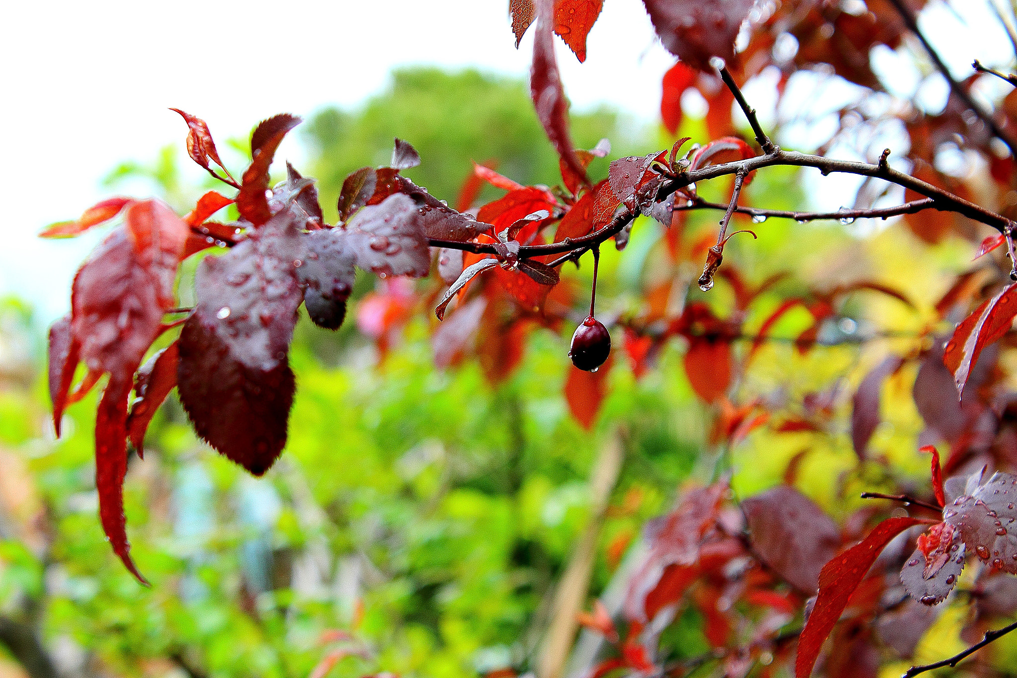 Canon EF-S 18-55mm F3.5-5.6 IS II sample photo
