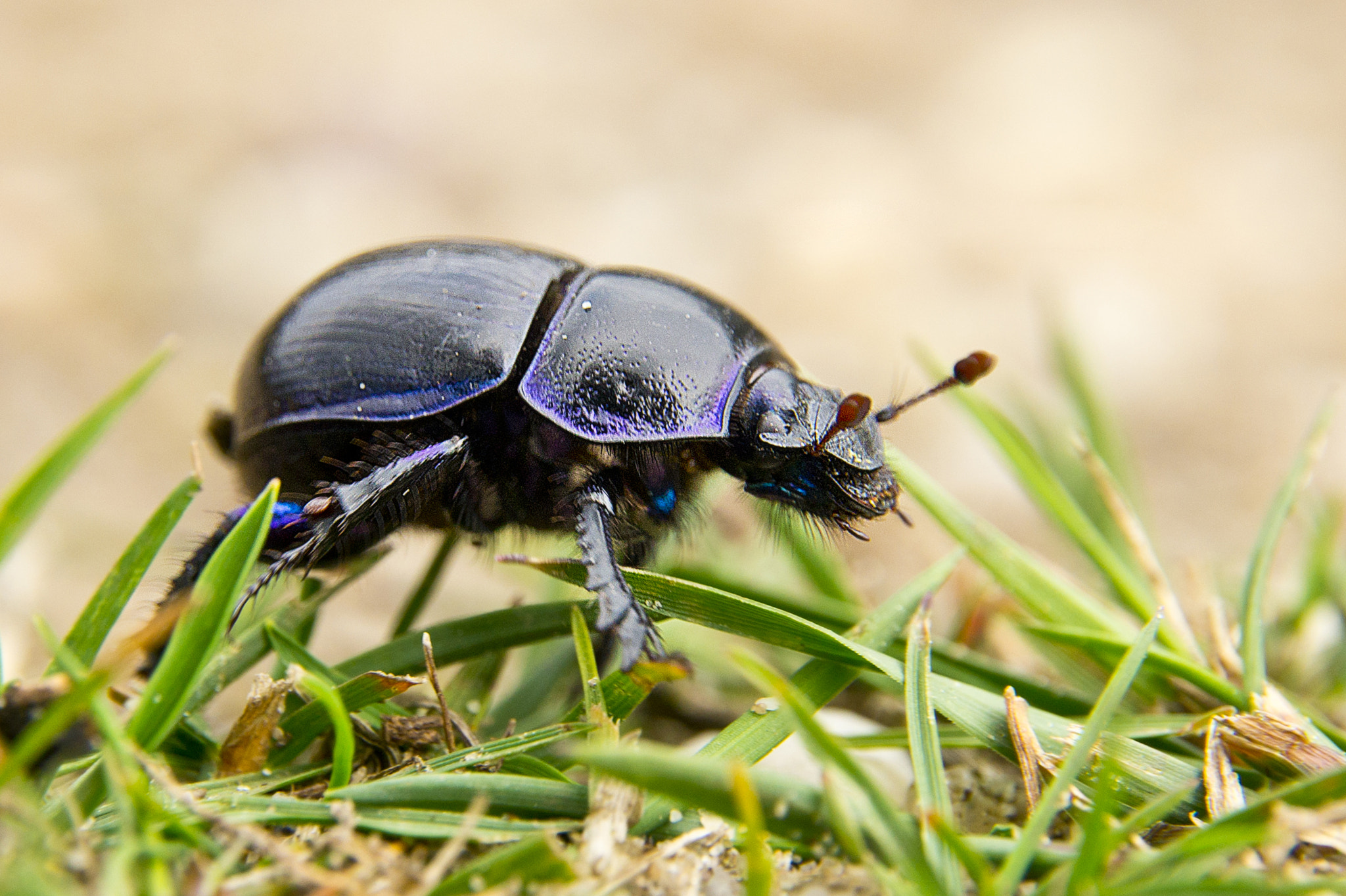 Sony Alpha DSLR-A580 + Tamron AF 28-105mm F4-5.6 [IF] sample photo. Beetle photography