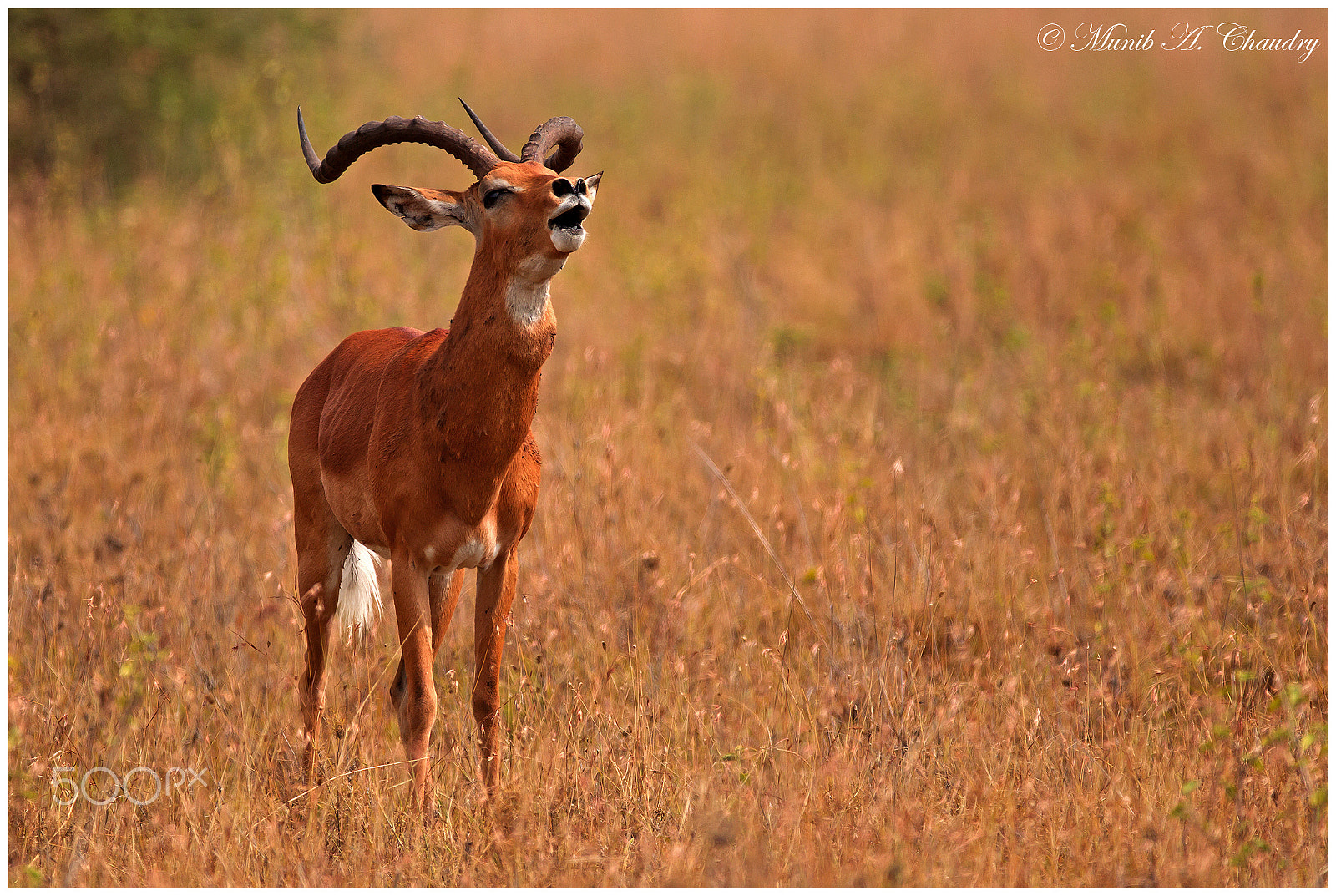 Canon EF 200-400mm F4L IS USM Extender 1.4x sample photo. Roar of the warrior! photography