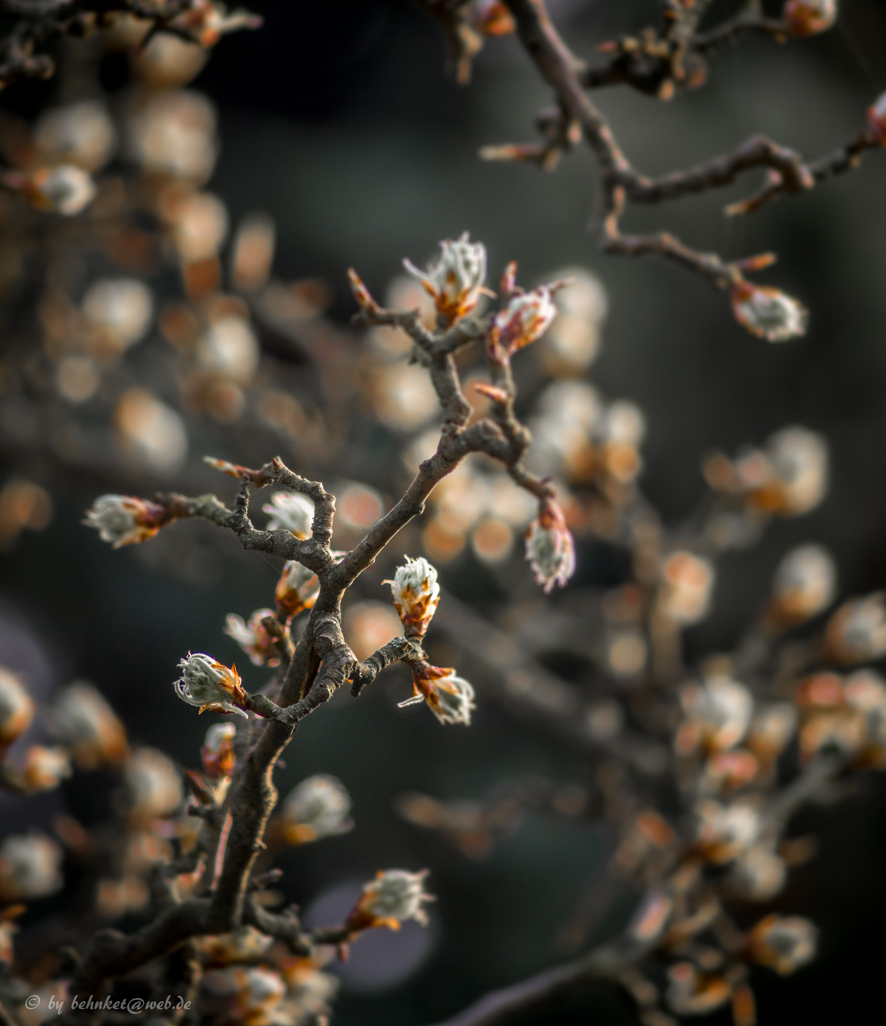 Sony 75-300mm F4.5-5.6 sample photo. Spring is coming photography