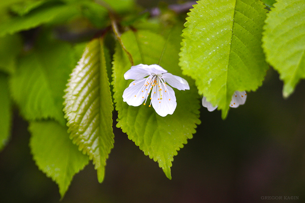 Canon EOS 600D (Rebel EOS T3i / EOS Kiss X5) + Sigma 105mm F2.8 EX DG Macro sample photo. Spring photography