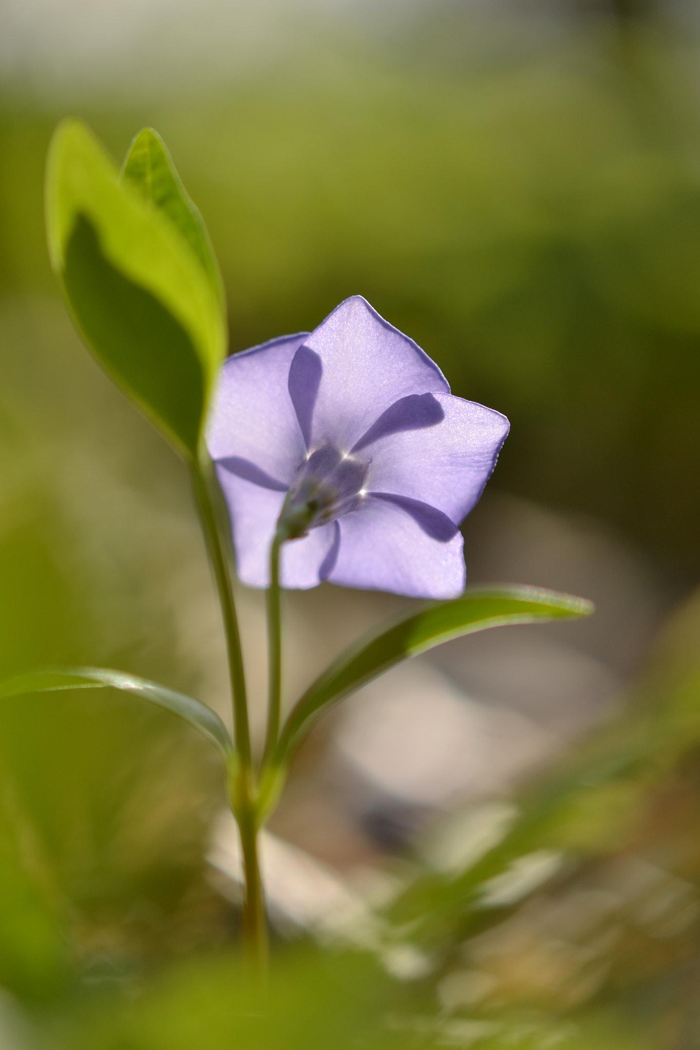 Nikon AF-S DX Micro-Nikkor 85mm F3.5G ED VR sample photo. Vinca minor photography