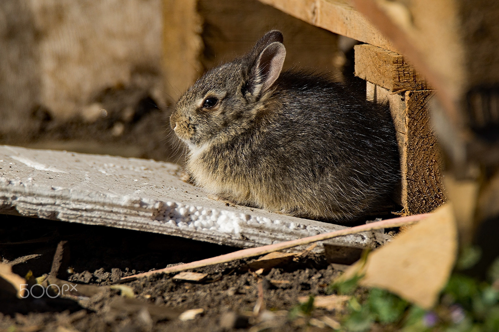 Tamron SP 150-600mm F5-6.3 Di VC USD sample photo. Bunny sunbathing photography
