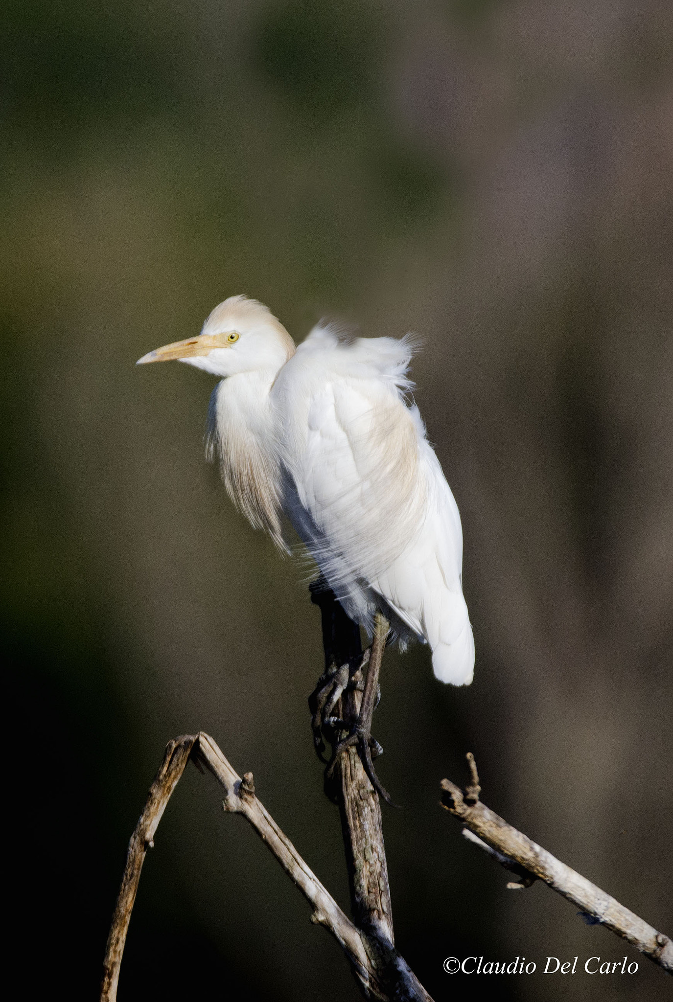 Sigma 150-600mm F5-6.3 DG OS HSM | S sample photo. () photography