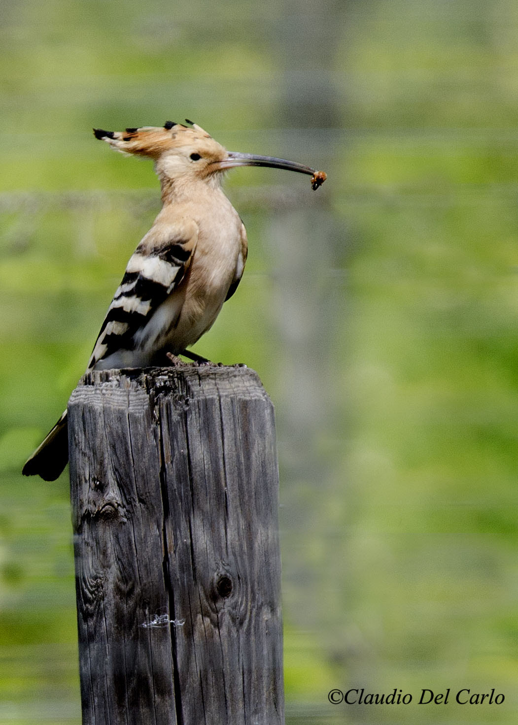 Sigma 150-600mm F5-6.3 DG OS HSM | S sample photo. () photography