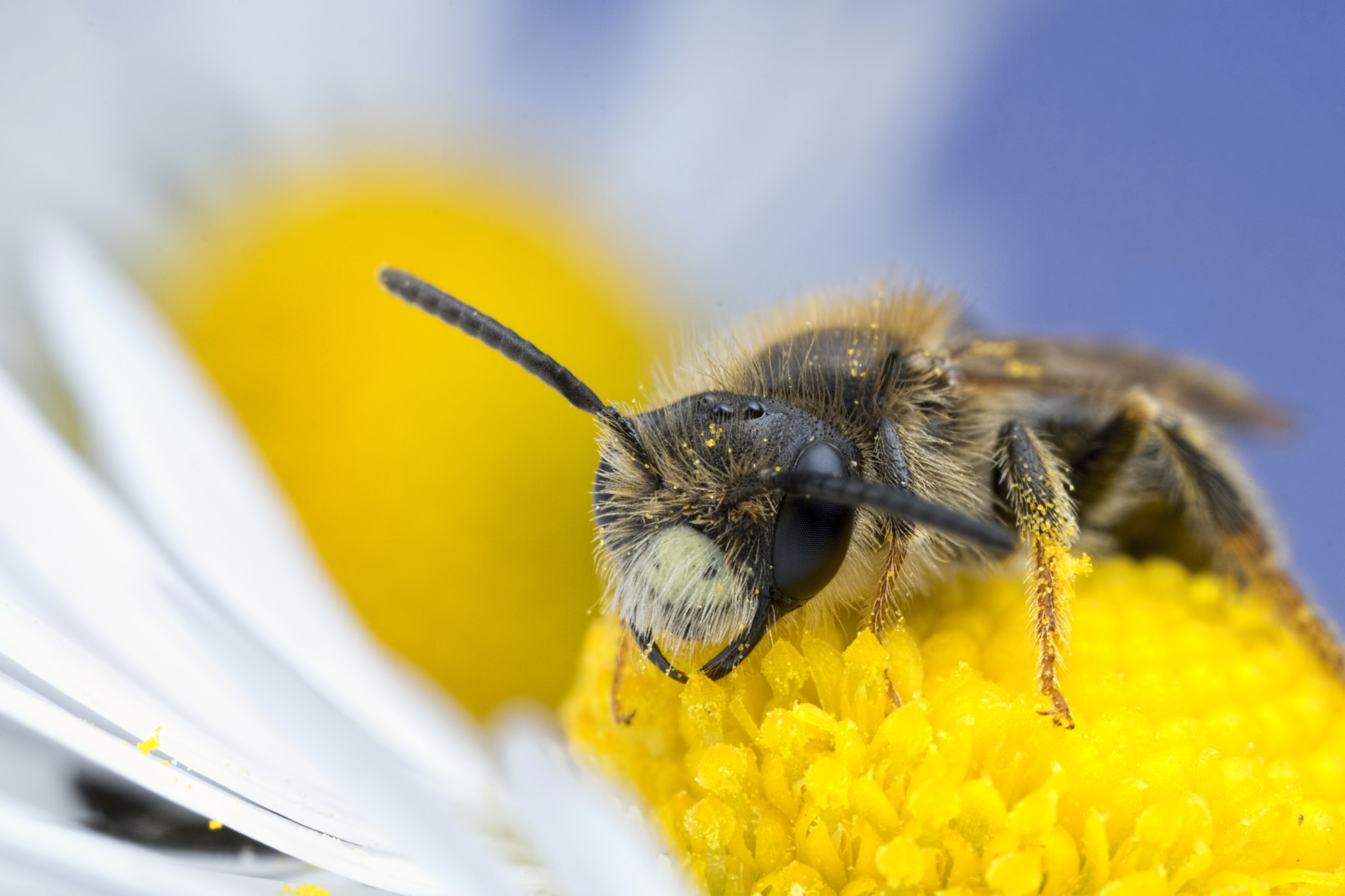 Canon MP-E 65mm F2.5 1-5x Macro Photo sample photo. Bee in the daisy's photography