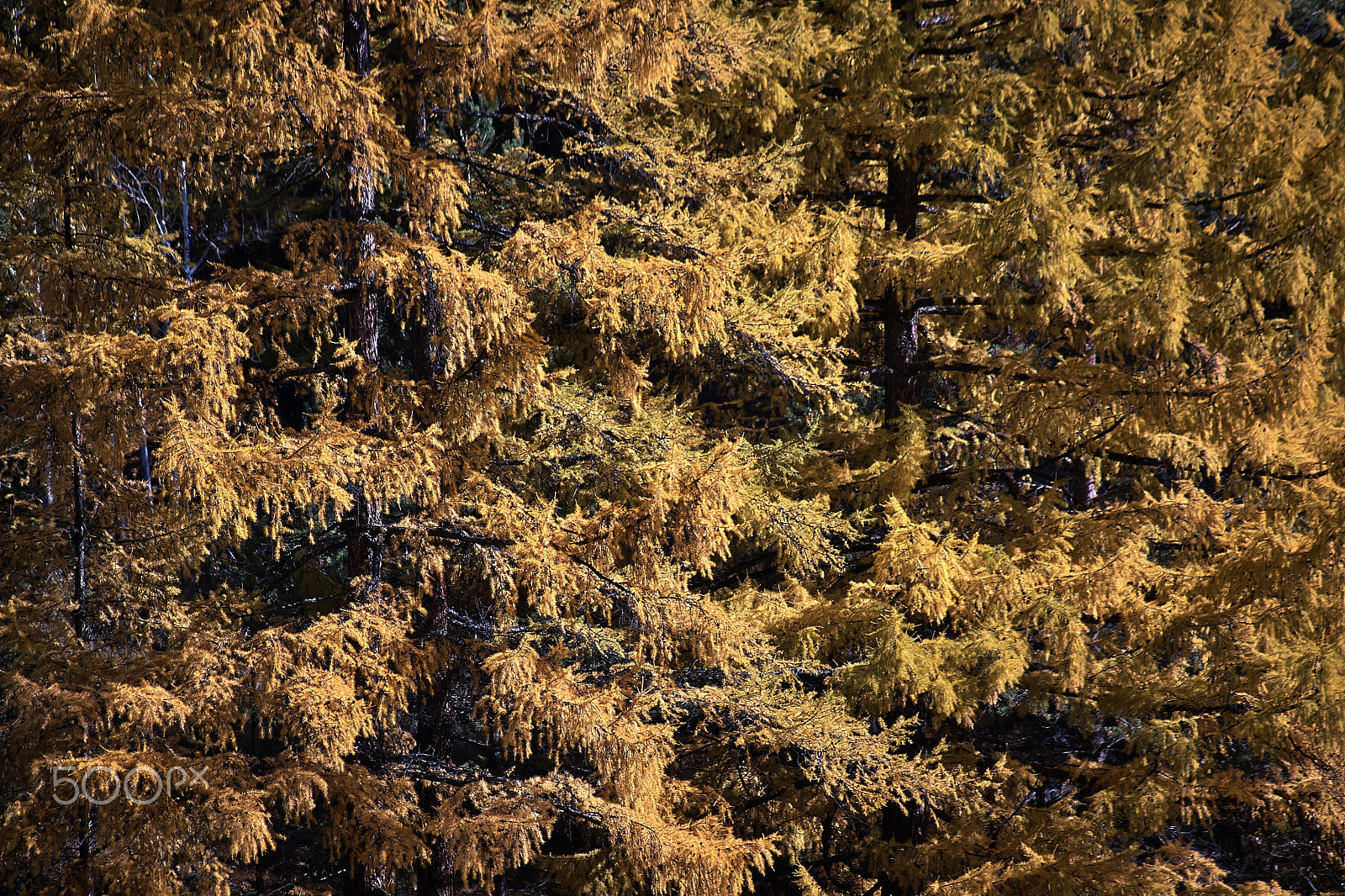 Canon EF 75-300mm f/4-5.6 USM sample photo. Baikal nature photography