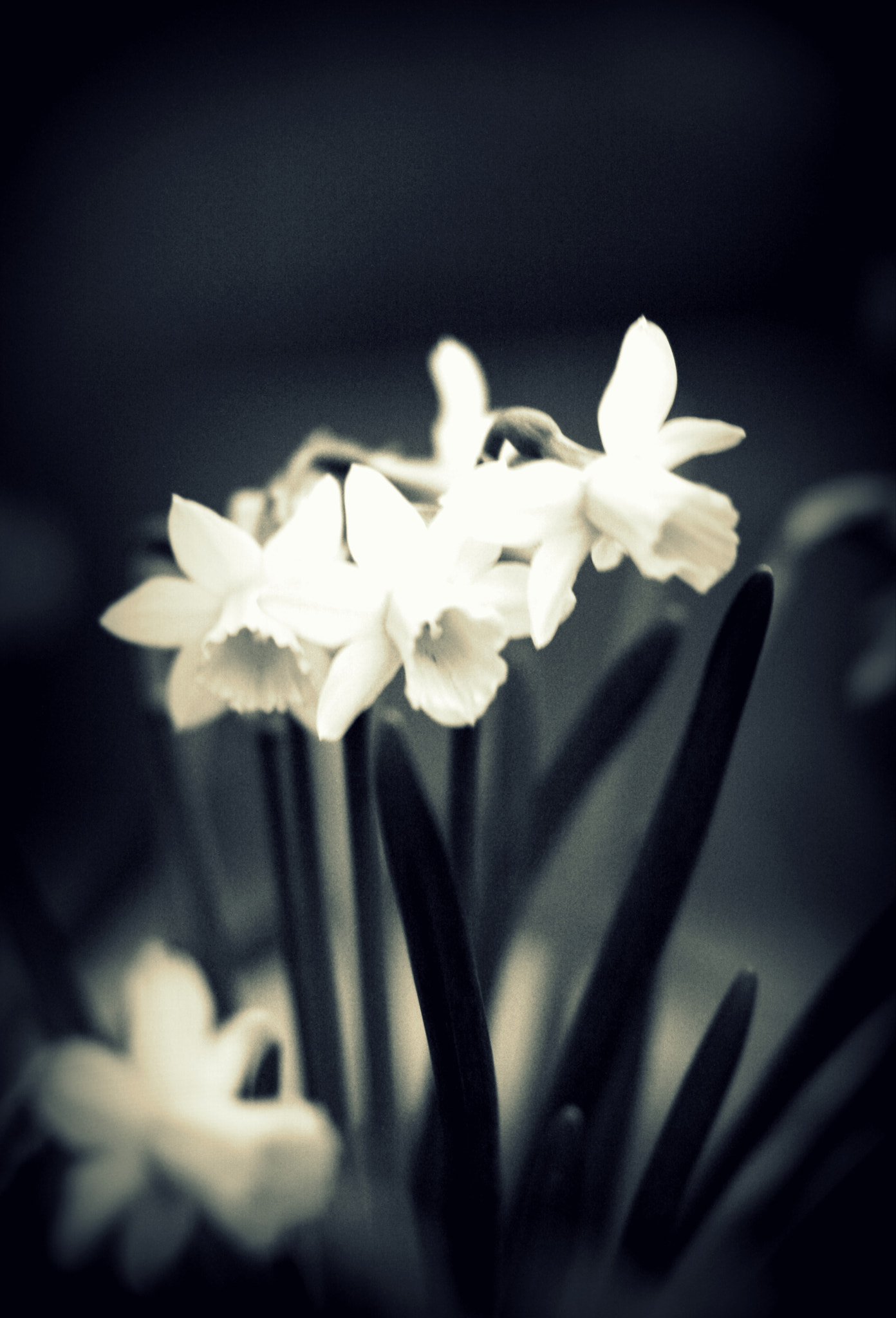 Canon EOS 1000D (EOS Digital Rebel XS / EOS Kiss F) sample photo. Flower photography