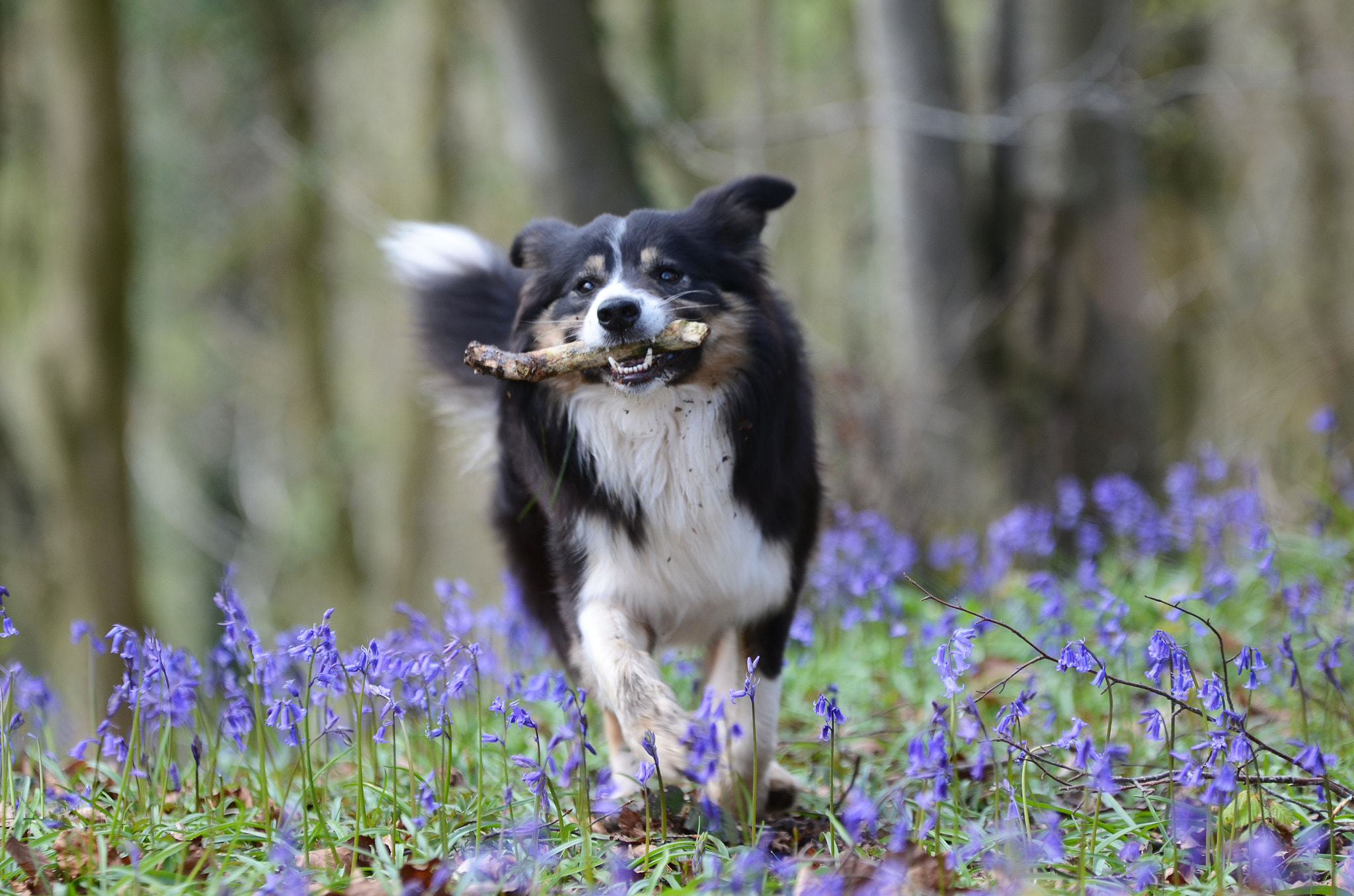 Sigma 70-200mm F2.8 EX DG OS HSM sample photo. Fun with the blue bells! photography