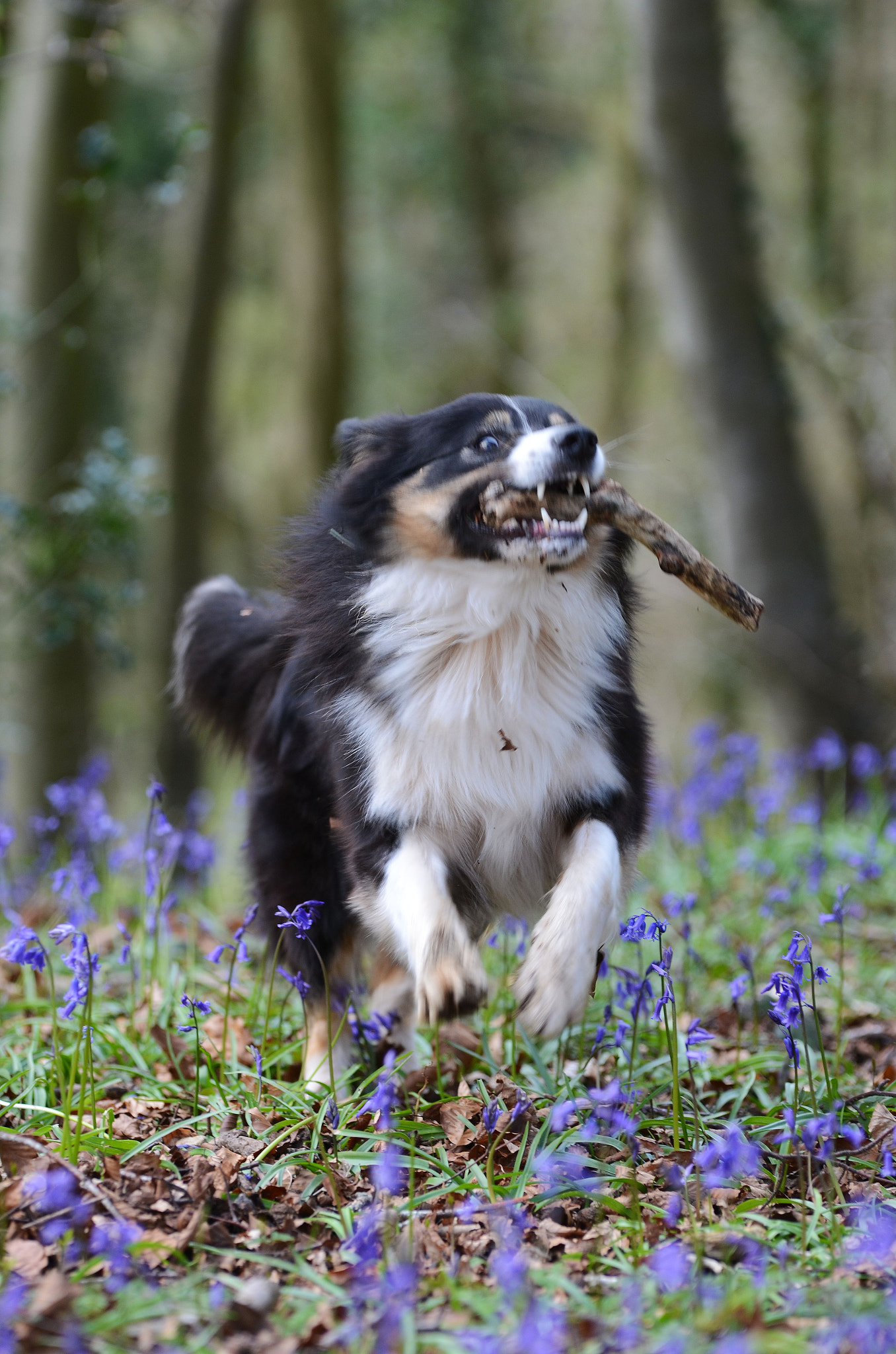 Sigma 70-200mm F2.8 EX DG OS HSM sample photo. Me and my stick! photography