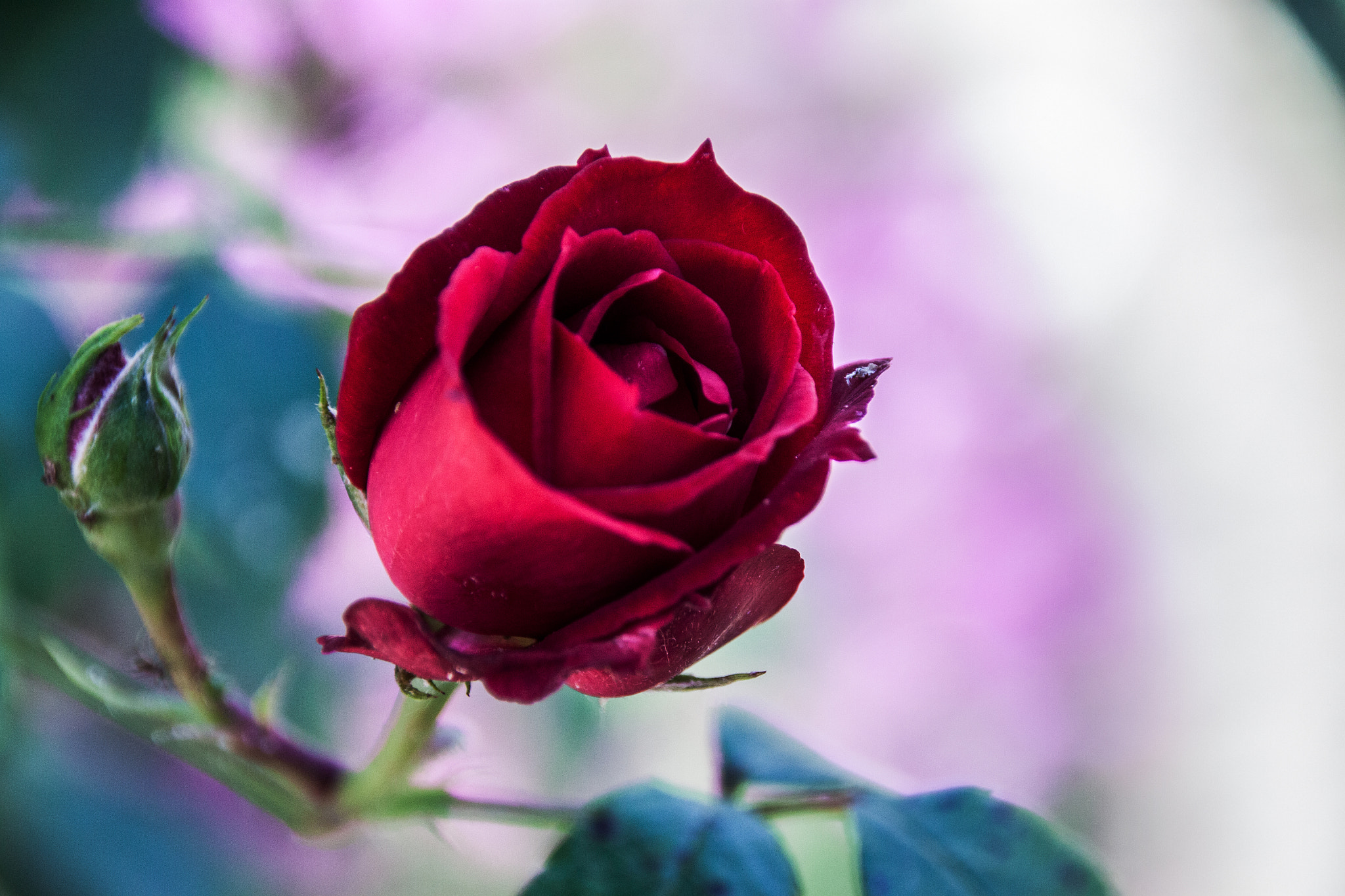 Sigma 18-250mm F3.5-6.3 DC OS HSM sample photo. The rose. photography
