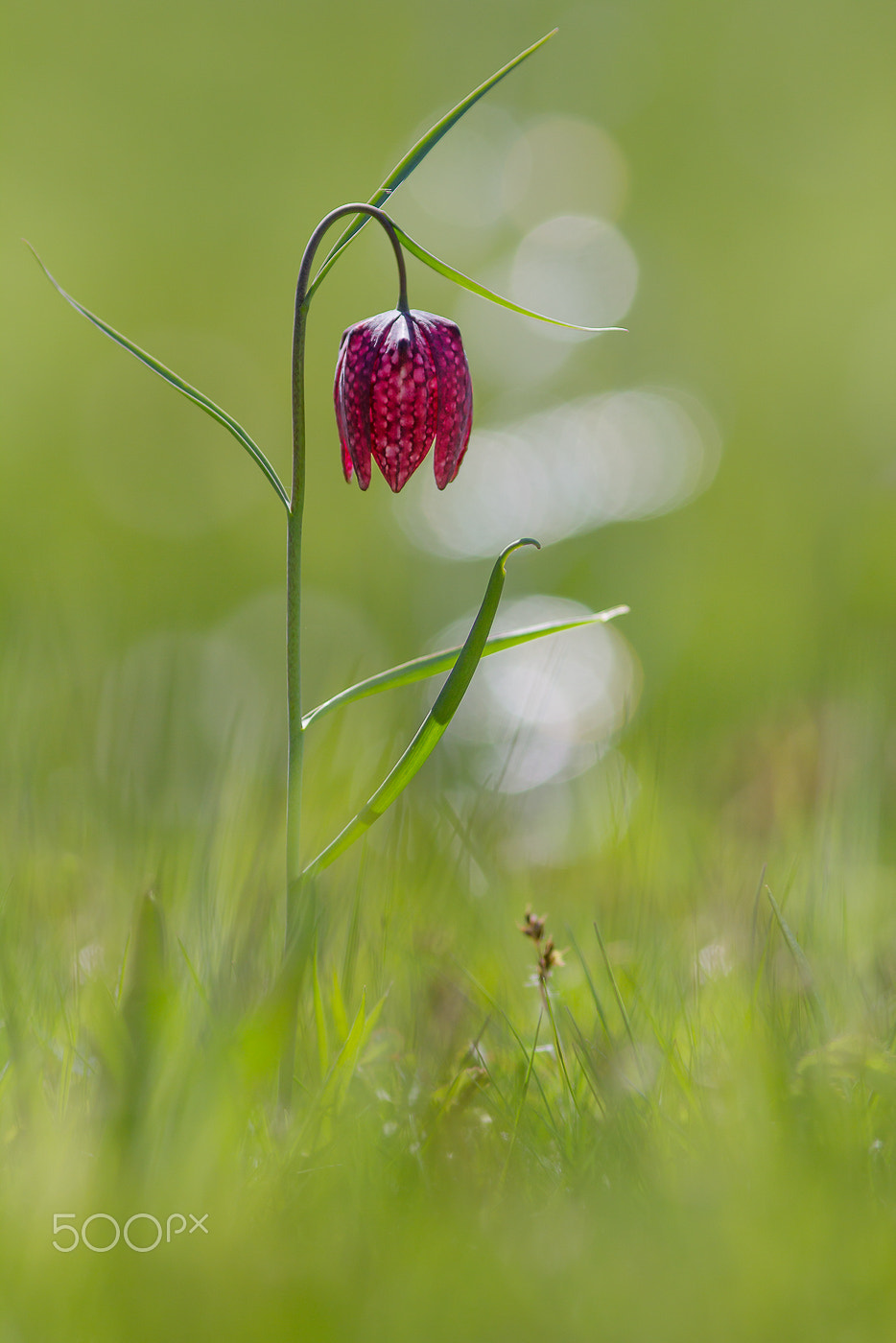 Canon EOS 60D + Canon EF 200mm F2.8L II USM sample photo. Schachblume (fritillaria meleagris) photography