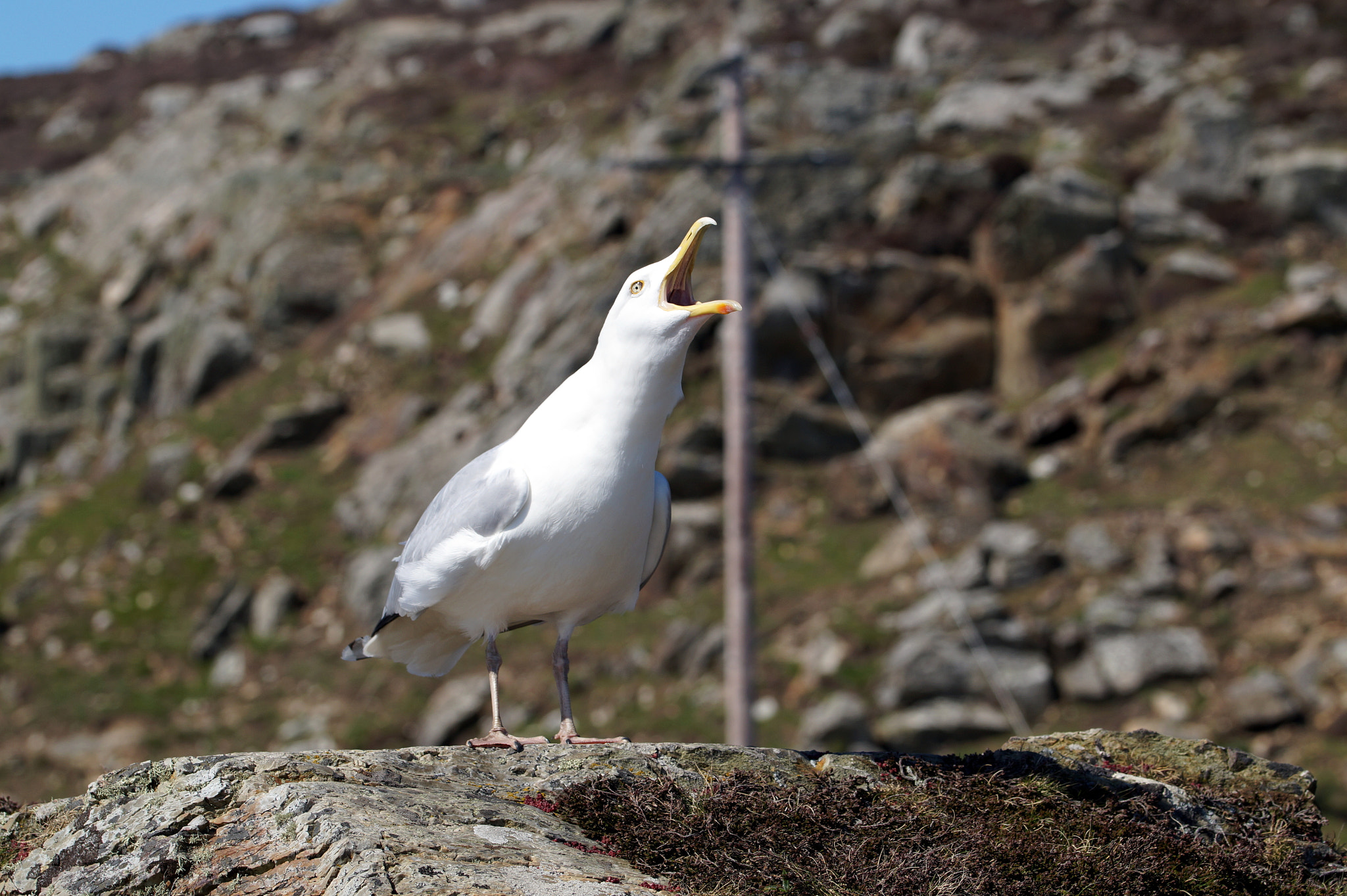 Sony SLT-A58 + 90mm F2.8 Macro SSM sample photo. Squawk photography