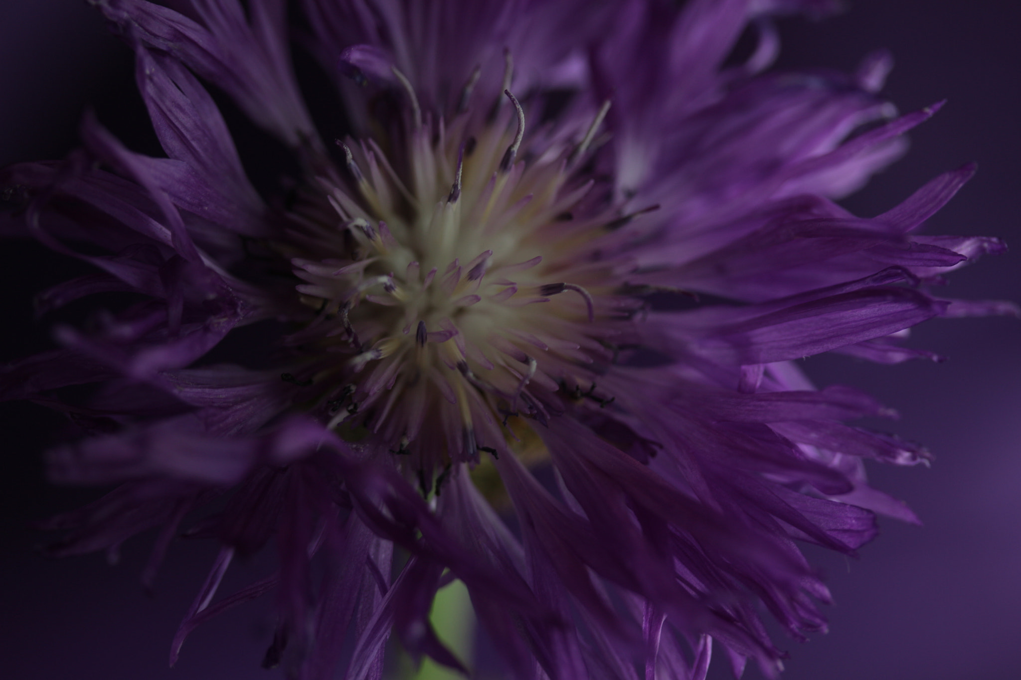 Canon EF-S 60mm F2.8 Macro USM sample photo. Lilás photography