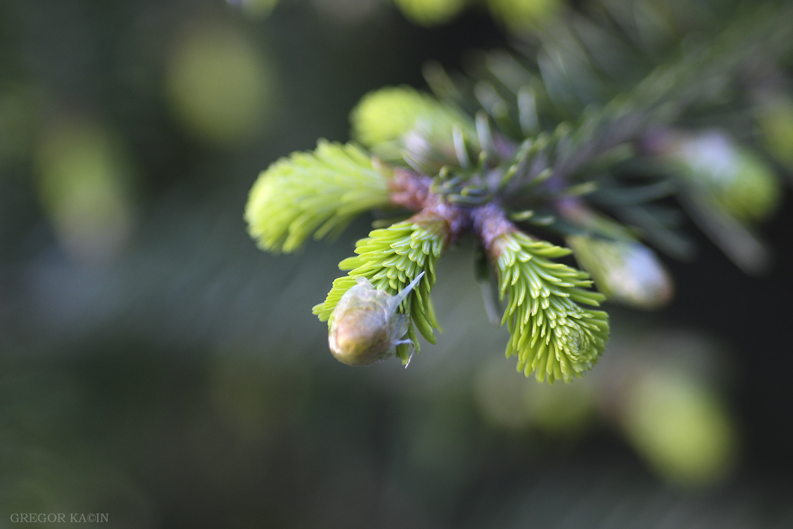Canon EOS 600D (Rebel EOS T3i / EOS Kiss X5) + Sigma 105mm F2.8 EX DG Macro sample photo. Spruce neddles photography