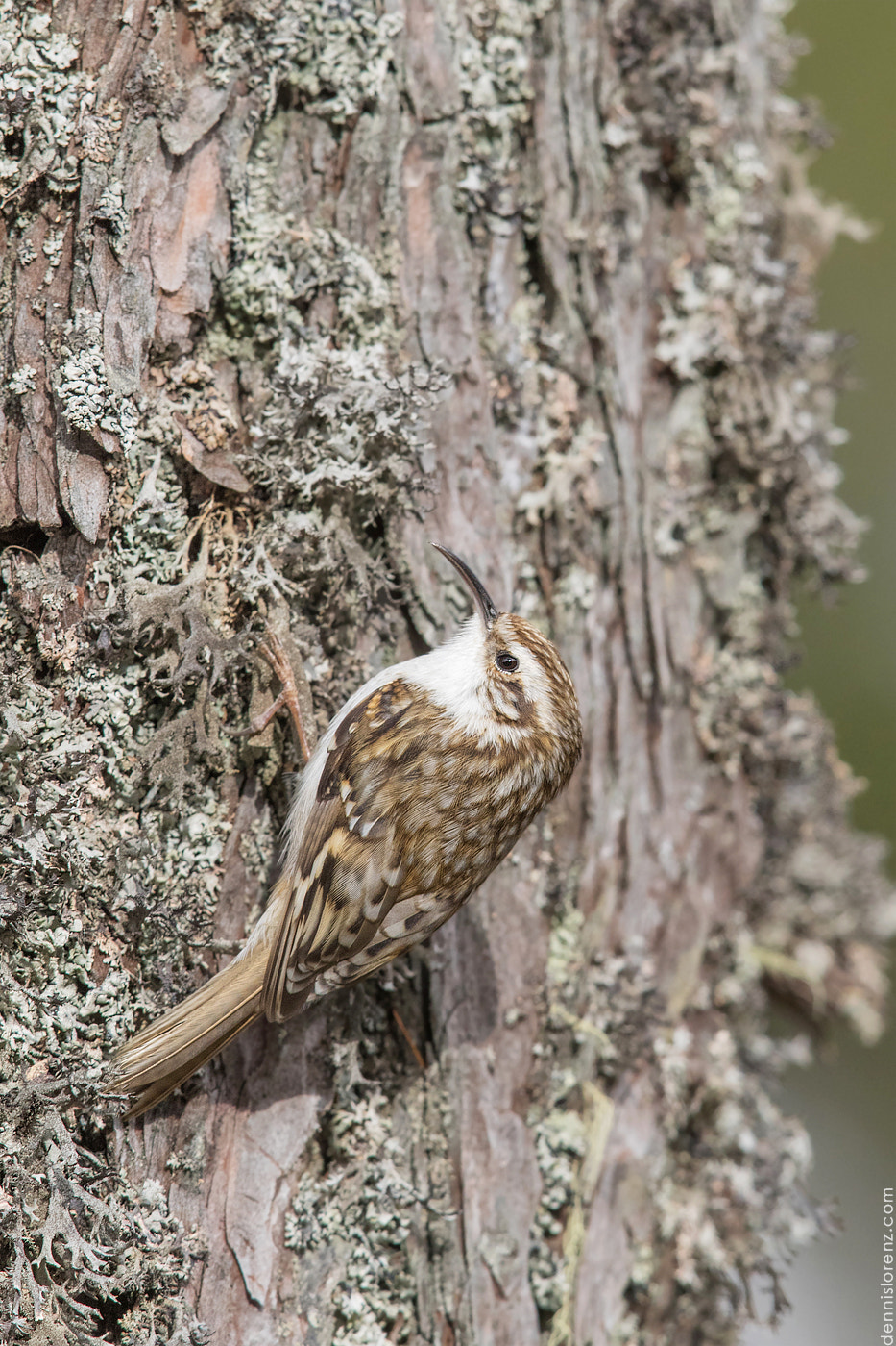 Canon EF 600mm F4L IS II USM sample photo. Common treecreeper | waldbaumläufer photography