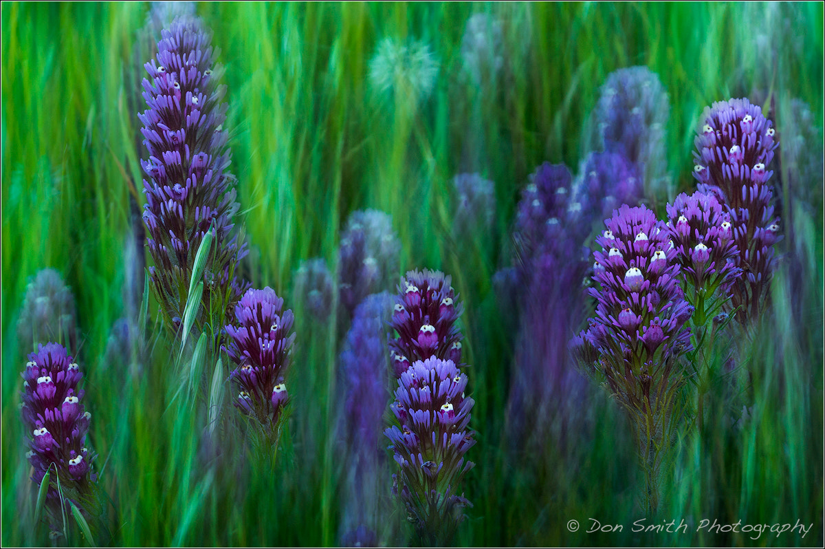 Sony a6300 + Sony FE 90mm F2.8 Macro G OSS sample photo. Clover and moving grasses photography