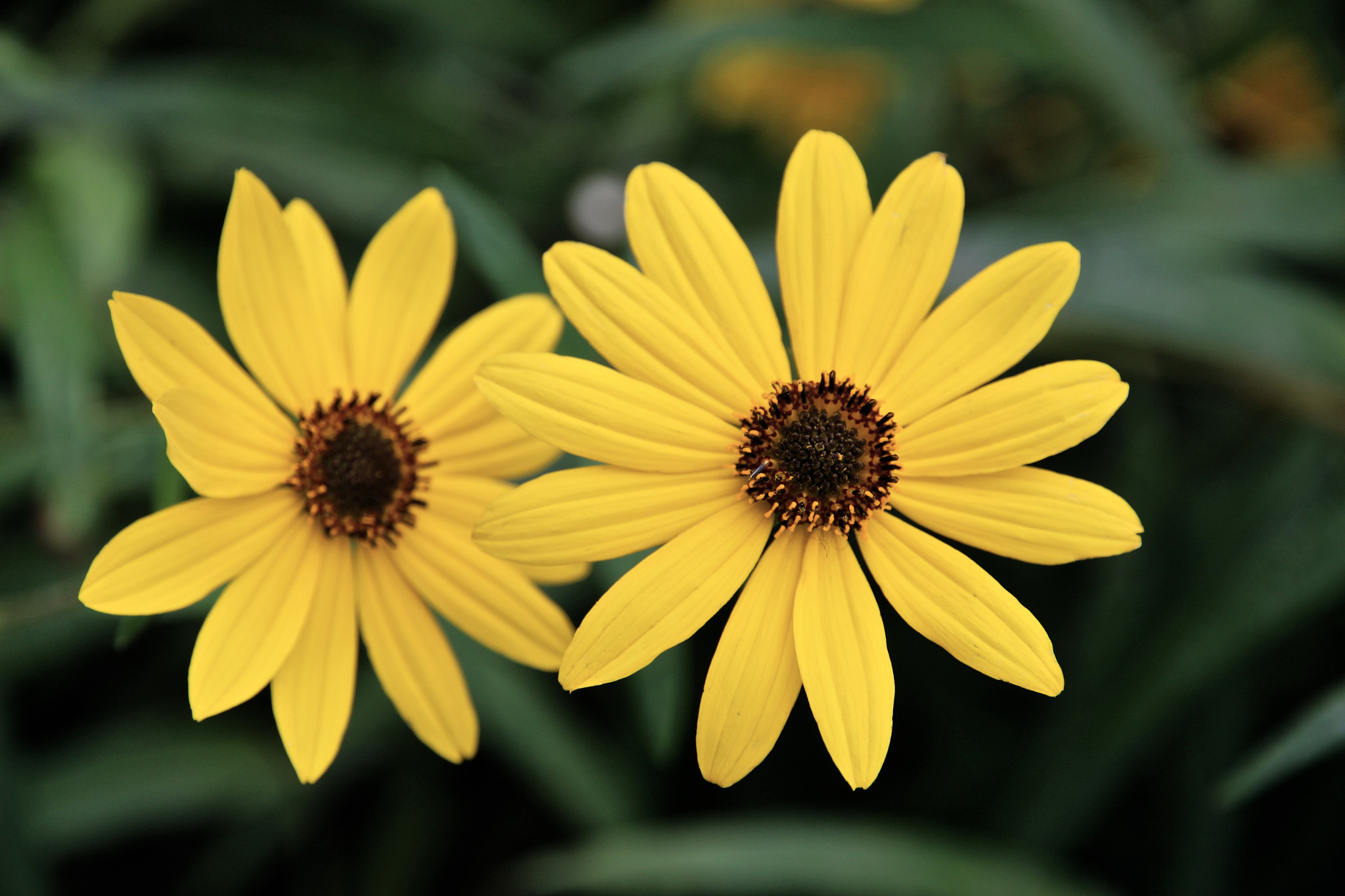 Canon EOS 650D (EOS Rebel T4i / EOS Kiss X6i) sample photo. Daisies photography