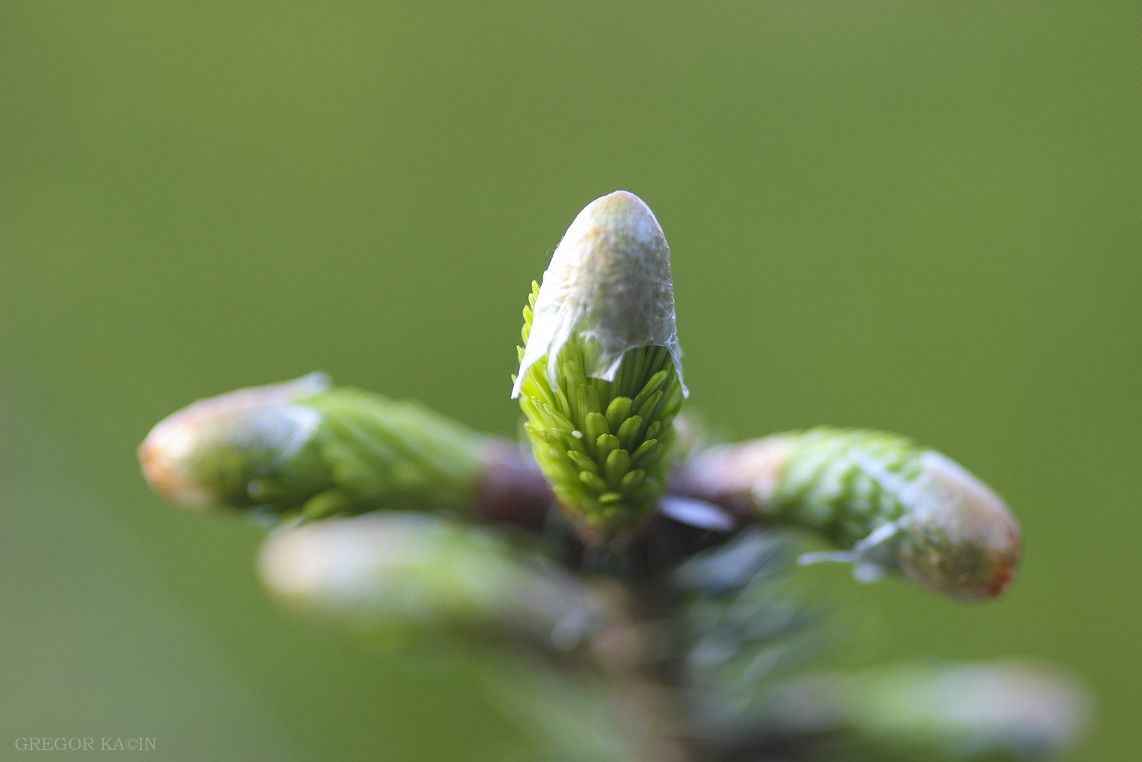 Canon EOS 600D (Rebel EOS T3i / EOS Kiss X5) + Sigma 105mm F2.8 EX DG Macro sample photo. Spruce photography