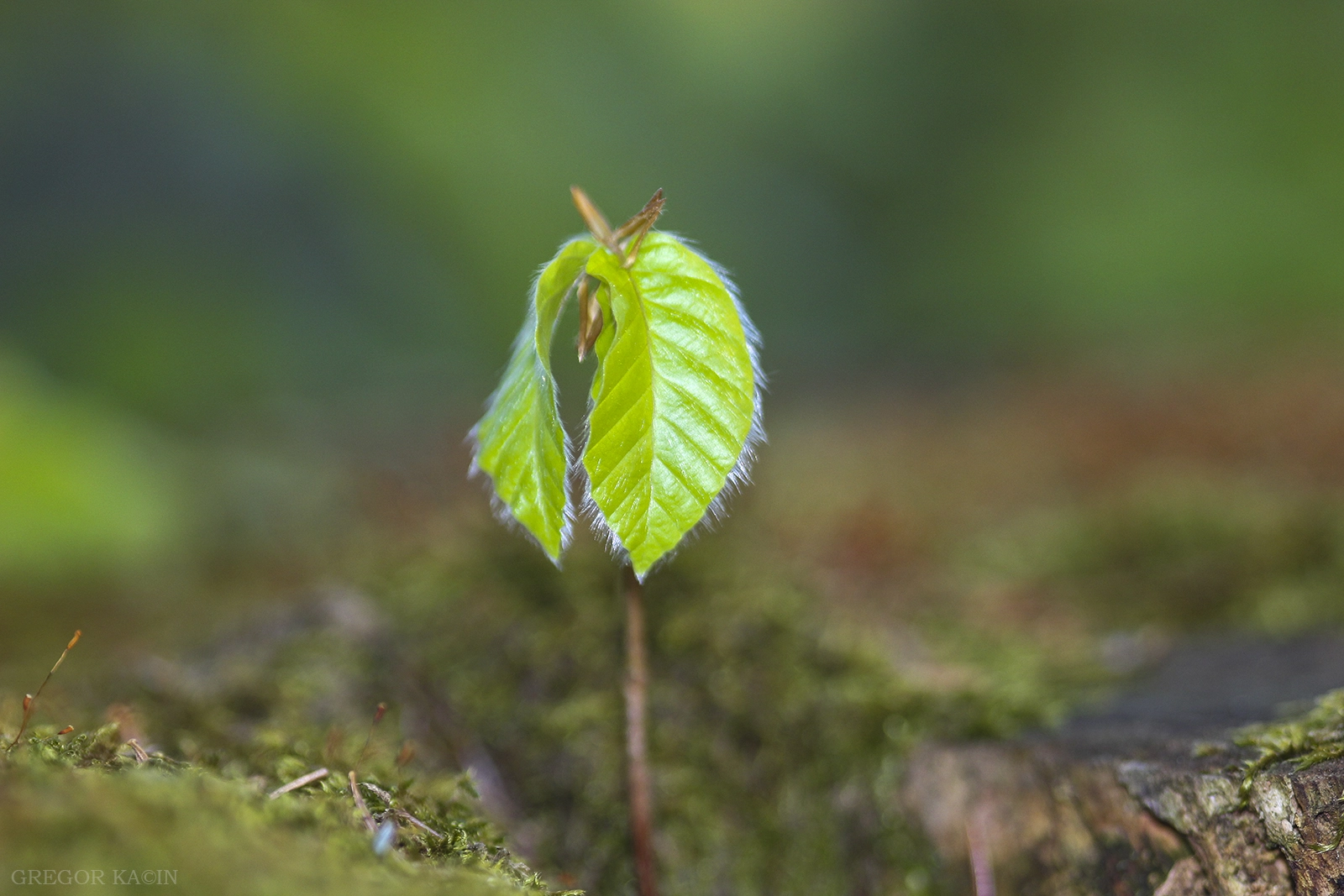 Canon EOS 600D (Rebel EOS T3i / EOS Kiss X5) + Sigma 105mm F2.8 EX DG Macro sample photo. Baby leaf photography