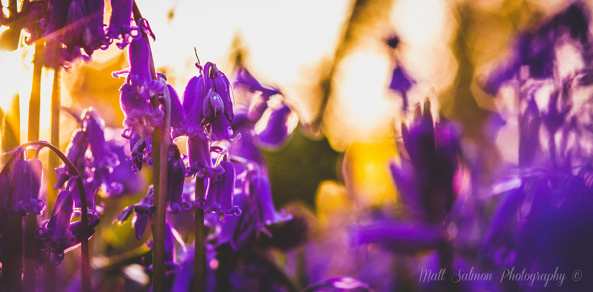 Sigma 105mm F2.8 EX DG Macro sample photo. Bluebells in the sunset.jpg photography