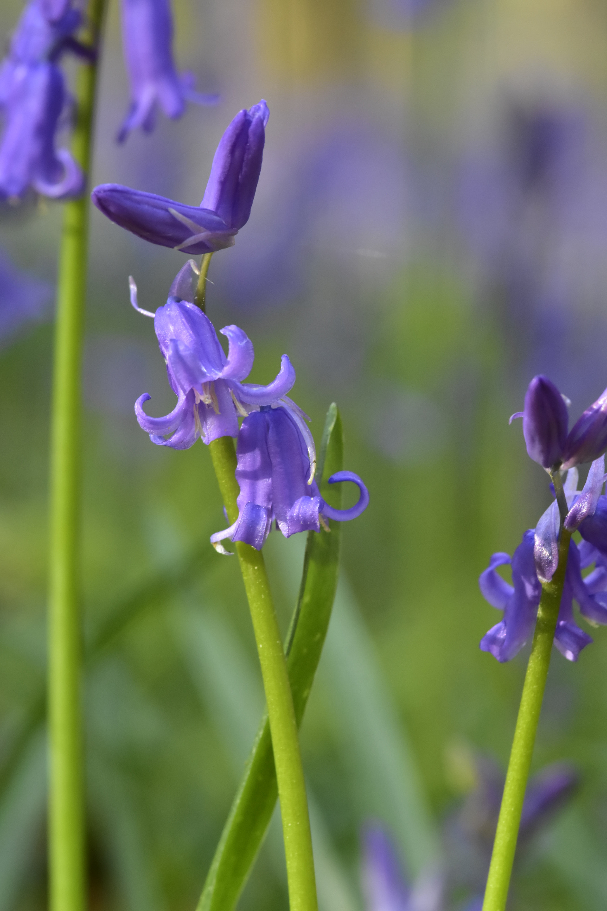 Nikon D7200 + Sigma 105mm F2.8 EX DG Macro sample photo. Jacinthe des bois - hyacinthoides non-scripta - hallerboos (be) photography