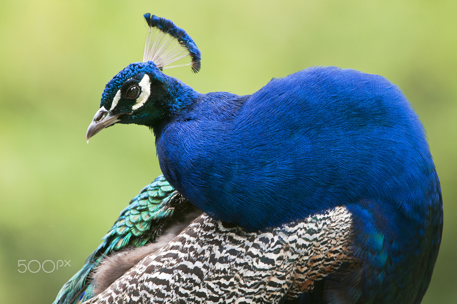 Nikon AF-S Nikkor 200-400mm F4G ED-IF VR sample photo. Pavo cristatus photography