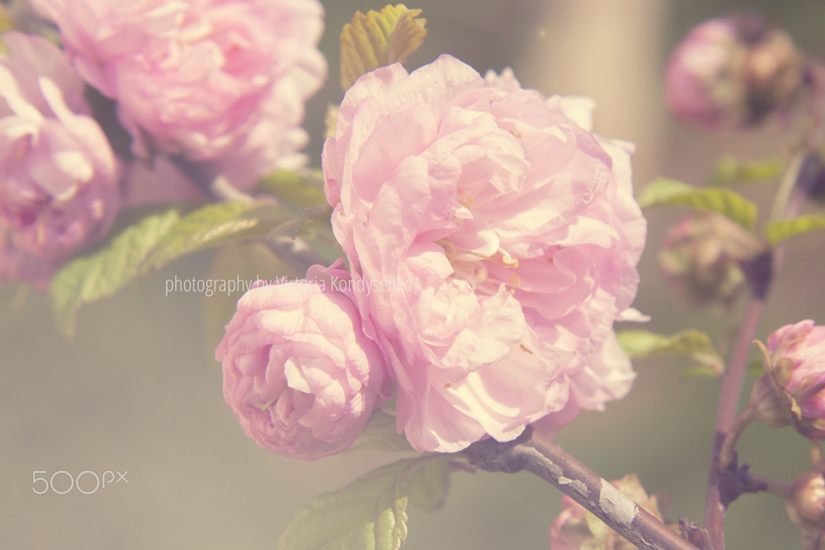Canon EOS 1000D (EOS Digital Rebel XS / EOS Kiss F) sample photo. Spring blooming pink roses blossoms tree photography