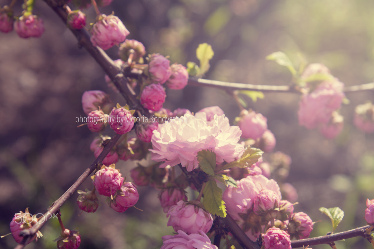 Canon EOS 1000D (EOS Digital Rebel XS / EOS Kiss F) sample photo. Spring blooming pink roses blossoms tree photography