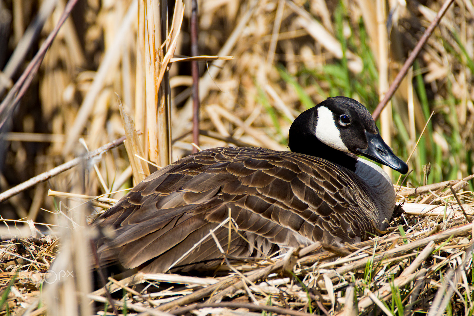 Tamron SP 150-600mm F5-6.3 Di VC USD sample photo. Canada goose nesting photography